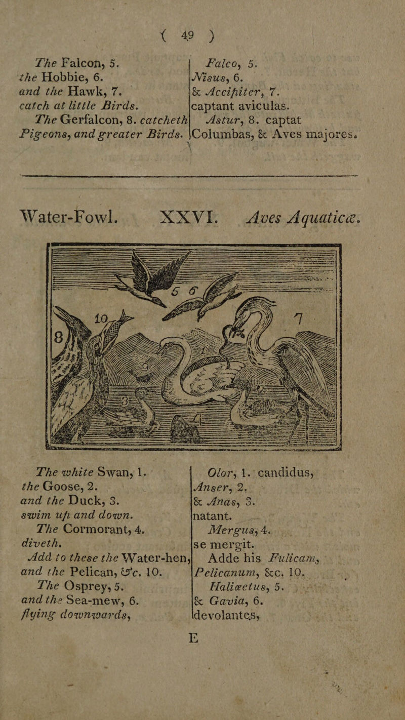 The Falcon, 5. Falco, 5. the Hobbie, 6. JVisus, 6. — and the Hawk, 7. — &amp; Accihiter, 7. catch at little Birds. captant aviculas. The Gerfalcon, 8. catcheth| | .dstur, 8. captat Pigeons, and greater Birds. |Columbas, &amp; Aves majores. \  Water-Fowl. XXVI. Aves Aquatica.  The white Swan, 1. - Olor; 1. candidus, the Goose, 2. Anser, 2. and the Duck, 3. &amp; Anas, 3. swim uf. and down. natant. The Cormorant, 4. Mergus; 4. diveth. .. |se mergit. Add to these the Water-hen, Adde his Fulicam, and the Pelican, &amp;c. 10. Pelicanum, &amp;c. 10. The Osprey, 5. Haliwetus, 5. and the Sea-mew, 6. &amp; Gavia, 6. flying downwards, devolantes, E