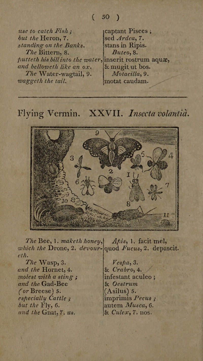 use to catch Fish ; captant Pisces ; but the Heron, 7. sed Ardea, 7. standing on the Banks. stans in Ripis. The Bittern, 8. Buteo, 8. jutteth his billinto the water,\inserit rostrum aque, and belloweth like an ox. |&amp; mugit ut bos. The Water-wagtail, 9. | Motacilla,9. waggeth the tail. motat caudam.  Flying Vermin. XXVII. Insecta volantid.  The Bee, 1. maketh honey,| Apis, 1. facit mel, which the Drone, 2. devour-|quod Fucus, 2. depascit. eth. The Wasp, 3. Vesfia, 3. and the Hornet, 4. &amp; Crabro, 4. +” molest with a sting ; infestant aculeo ; and the Gad-Bee &amp; Oestrum | ( or Breese) 5. (Asilus) 5. especially Cattle ; imprimis Pecus ; but the Fly, 6. autem Musca, 6, and the Gnat, 7. us. &amp; Culex, 7. nos.