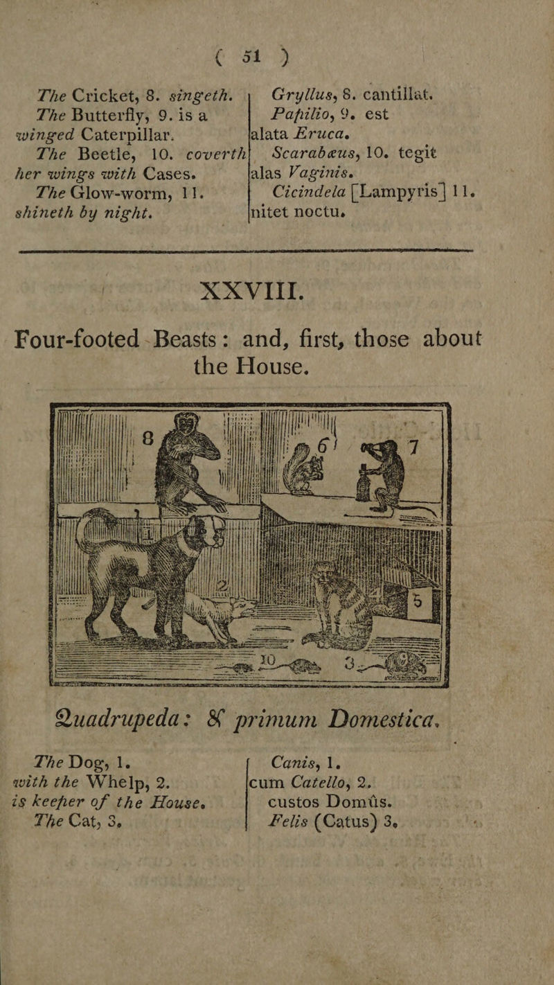C 5b The Cricket, 8. singeth. Gryllus, 8. cantillat.  The Butterfly, 9. is a Papilio, 9. est winged Caterpillar. alata Eruca. The Beetle, 10. coverth| Scarabeus, 10. tegit her wings with Cases. alas agnis. The Glow-worm, 11. Cicindela [Lampyris | 11. shineth by night. nitet noctu, XXVIII. Four-footed -Beasts: and, first, those about the House.  The Dog, 1. Canis, l. with the Whelp, 2. cum Catello, 2. is keeper of the House, custos Domiis. The Cat, 3, Felis (Catus) 3.