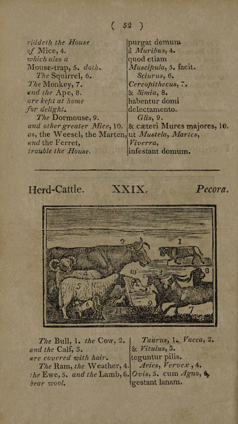 riddeth the House purgat demum. of Mice, 4. - à Muribus, 4 which also a quod etiam Mouse-trap, 5. doi. Muscifrula, 5. facit. The Squirrel, 6. Sciurus, 6. Lhe Monkey, 7. Cercopithecus, ve end the Ape, 8. &amp; Simia, 8. are kefit at home habentur domi Sor delight. delectamento.. The Dormouse, 9. Glis, 9. and other greater Mice, 10. |&amp; caeteri Mures majores, 10. as, the Weesel, the Marten, ut Mustela, Martes,  end the Ferret, | Viverra, trouble the House. infestant domum. Herd-Cattle. NNIX Pecora.  The Bull, 1. the Cow, 2. Tatirus, Ia, Vacca, 2. and the Calf, 3. &amp; Vitulus, 3. ere covered with hair. teguntur pilis. The Ram, the Weather, 4.| Aries, Verver ,4. the Ewe,5. and the HMM, 6.|Ovis, 5. cum Alno, &amp; bear wool. Igestant lanam.