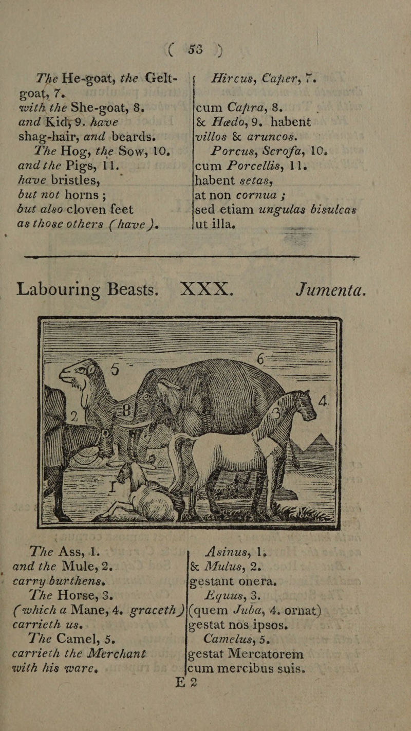 The He-goat, the Gelt- goat, 7. with the She-goat, 8, and Kidy9. have shag-hair, and beards. The Hog, the Sow, 10. and the Pigs, I. have bristles, but not horns ; dut also cloven feet as those others (have). Hircus, Caper, 7. cum Capra, 8. &amp; Hedo, 9. hatserit villos &amp; aruncos. Porcus, Scrofa, 10. cum Porcellis, 11. habent setas, at non corzua ; sed etiam ungulas bisulcas ut illa. men  Labouring Beasts. Jumenta.           The Ass, 1. _ and the Mule, 2 ‚ carry burthens, The Horse, 3.  Asinus, 1, &amp; Mulus, 2. gestant onera, Equus, 3. carrieth us. The Camel, 5. carrieth the Merchant with his ware, gestat nos ipsos. Camelus, 5. gestat Mercatorem