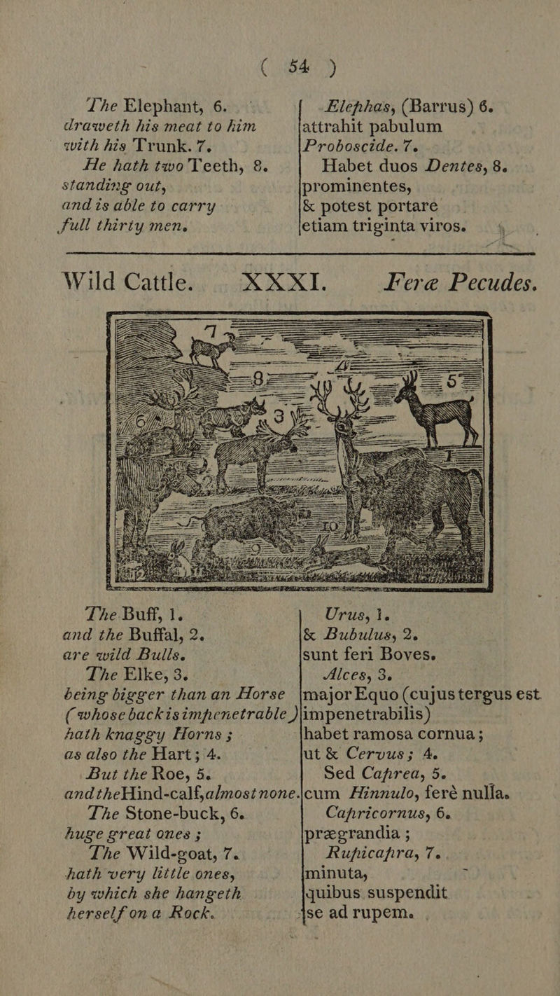 The Elephant, 6. — Elephas, (Barrus) 6. draweth his meat to him attrahit pabulum with his Trunk. 7. Proboscide. 7. He hath two Teeth, 8. Habet duos Dentes, 8. standing out, prominentes, and is able to carry &amp; potest portare. Full thirty men. etiam triginta viros. — «4  Wild Cattle. CA ET Fere Pecudes.  | n   The Buff, 1. Urus, 1. and the Buffal, 2. &amp; Bubulus, 2. are wild Bulls. sunt feri Boves. The Elke, 3. Alces, 9. being bigger than an Horse major Equo (cujus ten est (whosebackisimpenetrable ) àmpenetrabilis) hath knaggy Horns ; habet ramosa cornua ; as also the Hart ; 4. ut &amp; Cervus; 4. But the Roe, 5. Sed Caprea, 5. à and theHind-calf,almostnone.|cum Hinnulo, feré nulla. The Stone-buck, 6. Capricornus, 6. huge great ones ; preegrandia ; The Wild-goat, 7. Rupicapra, T. hath very little ones, minuta, Ü by which she hangeth {quibus suspendit herself on a. Rock. jse ad rupem.