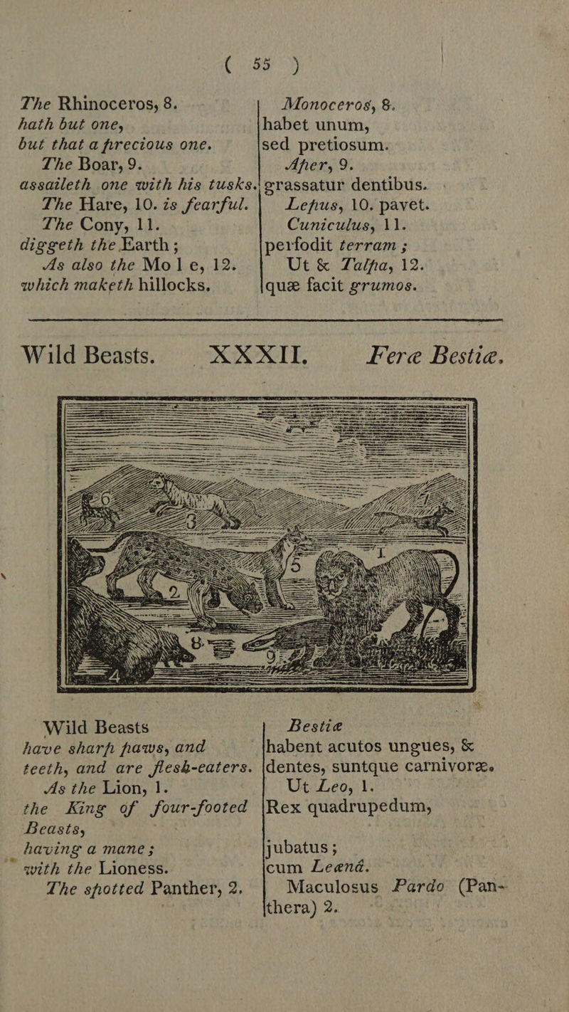 The Rhinoceros, 8. Monoceros, 8. hath but one, habet unum, but that a precious one. sed pretiosum. The Boar, 9. Aner, 9. assaileth one with his tusks. grassatur dentibus. The Hare, 10. zs fearful. Lefrus, 10. pavet. The Cony, 11. Cuniculus, 11. diggeth the Earth; perfodit terram ; As also the Mole, 12. Ut &amp; Talpa, 12. which maketh hillocks. que facit grumos.  Wild Beasts. © XXXII. Fere Bestia.            x Wild Beasts Bestie have sharp: paws, and |habent acutos ungues, &amp; teeth, and are flesb-eaters. |dentes, suntque carnivore, As the Lion, 1. Ut Leo, 1. the King of four-footed |Rex quadrupedum, Beasts, having a mane ; jubatus ; with the Lioness. cum ZLeená. The spotted Panther, 2, Maculosus Pardo (Pan- thera) 2.