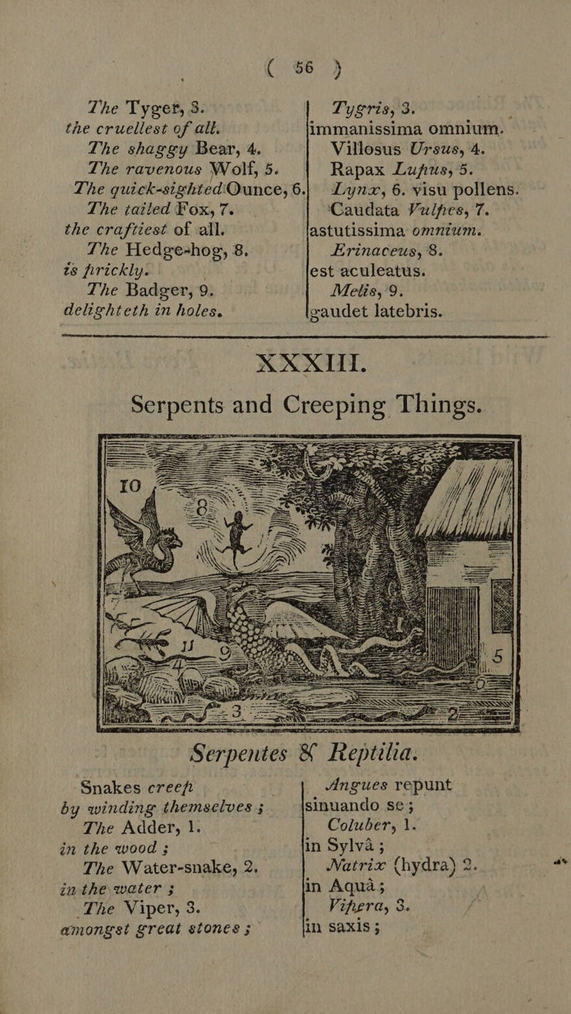 The Tyger, 3. Tygris, 3. 1 the cruellest of all. immanissima omnium. The shaggy Bear, 4. Villosus Ursus, 4. The ravenous Wolf, 5. Rapax Lupus, 5. The quick-sighted:Qunce, 6.| Lynx, 6. visu pollens. The tailed Fox, 7. | Caudata Vulpes, 7. the craftiest of all. astutissima omnium, The Hedge-hog, 8. Erinaceus, 8. ts firickly. est aculeatus. The Badger, 9. Metis, 9. delighteth in holes. gaudet latebris. XXXIII. Ak a Serpents and Creeping Things.   Serpentes &amp; Reptilia. Snakes creep _ | Angues repunt by winding themselves 5 sinuando se ; The Adder, 1. Coluber, 1. in the wood ; in Sylvà ; The Water-snake, 2. JVatrix (hydra) 2. in the water ; in Aqua ; The Viper, 3. Vihera, 3. amongst great stones ; in saxis ;      ay
