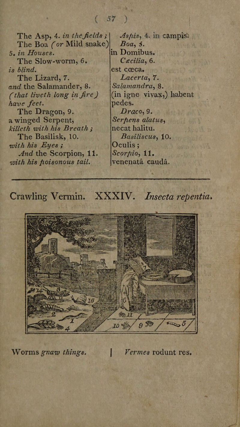 The Asp, 4. zn the fields ;| Aspis, 4. in campis: The Boa (or Mild snake)! Boa, 5. 5, in Houses. in Domibus. The Slow-worm, 6. Cecilia, 6. is blind. est coca. The Lizard, 7. Lacerta, 7. and the Salamander, 8. Salamandra, 8. (that liveth long in fire) \(in igne vivax,) habent have feet. pedes. The Dragon, 9. Draco, 9. a winged Serpent, Serfhens alatus, killeth with his Breath ; necat halitu. . 'The Basilisk, 10. Basiliscus, 10. with his Eyes ; Oculis ; And the Scorpion, 11. Scorpio, 11. with his fioisonous tail. venenata cauda. ^  Crawling Vermin. XXXIV. Znsecta repentia.  Worms gnaw things. | | Vermes rodunt res.