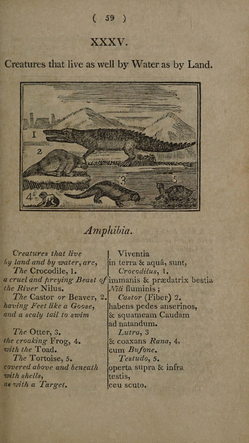 XXXV. Creatures that live as well by Water as by Land.      Creatures that live Viventia by land and by water,are, [in terra &amp; aqua, sunt, The Crocodile, 1. Crocodilus, 1. a cruel and preying Beast of immanis &amp; predatrix bestia the River Nilus. JVili fiuminis ; __ The Castor or Beaver, 2.| Castor (Fiber) 2. having Feet like a Goose, | lhabens pedes anserinos, and a scaly tail to swim &amp; squameam Caudam i| ad natandum. ^ Te Otter, 3. Lutra, 3 the croaking Frog, 4. &amp; coaxans Rana, 4, with the Toad. cum Bufone, —— The Tortoise, 5. Testudo, 5. E above and beneath joperta supra &amp; infra with shells, testis, ‚ae with a Target, ceu scuto, ' 