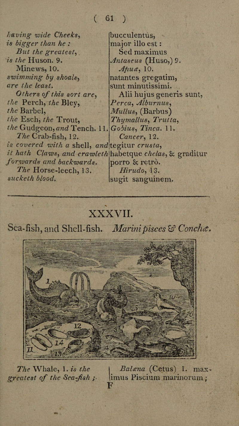 having wide Cheeks, is bigger than he: But the greatest, ‘ts the Huson. 9. Minews, 10. swimming by shoals, are the least. Others of this sort are, the Perch, the Bley, the Barbel, the Esch, the Trout, bucculentus, major illo est : Sed maximus Antaseus (Huso,) 9. Afue, 10. natantes gregatim, sunt minutissimi. Alii hujus generis sunt; Perca, Alburnus, Mullus, (Barbus) Thymallus, T'rutta, The Crab-fish, 12. Cancer, 12. Sorwards and backwards. The Horse-leech, 13. sucketh blood, Hirudo, 13. sugit sanguinem.  Sea-fish, an een              The Whale, 1. zs the greatest of the Sea-fish ;-  Balena (Cetus) l. max- arm