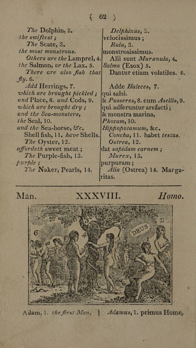 Zhe Dolphin, 2. f Delhhinus, 2. the swiftest ; velocissimus ; The Scate, 3. Raia, 3. the most monstrous. monstrosissimus. Others are the Lamprel, 4.| Alii sunt Murenula, 4, the Salmon, or the Lax. 5. |Salmo (Esox) 5. Lhere are also fish that} Dantur etiam volatiles. 6. Sly. 6. ' Á Add Herrings, 7. Adde Zaleces, 7. which are brought pickled ; |qui salsi. | and Place, 8. and Cods, 9. |&amp; Passeres, 8. cum Asellis,9. which are brought dry ; qui adferuntur arefacti ; and the Sea-monsters, &amp; monstra marina, the Seal, 10. Phocam, 10. and the Sea-horse, &amp;c. Hihfhohotamum, &amp;c. Shell fish, 11. have Shells.| Concha, 11. habet testas. The Oyster, 12. Ostrea, 12. affordeth sweet meat ; dat safidam carnem ; The Purple-fish, 13. Murex, 13. -purple 3 purpuram ; The Naker, Pearls, 14. Alia (Ostrea) 14. Marga- ritas. - . Homo. aam is   SS IN e &amp; Adam, 1. thefirst Man, | Adamus,1. primus Homo,