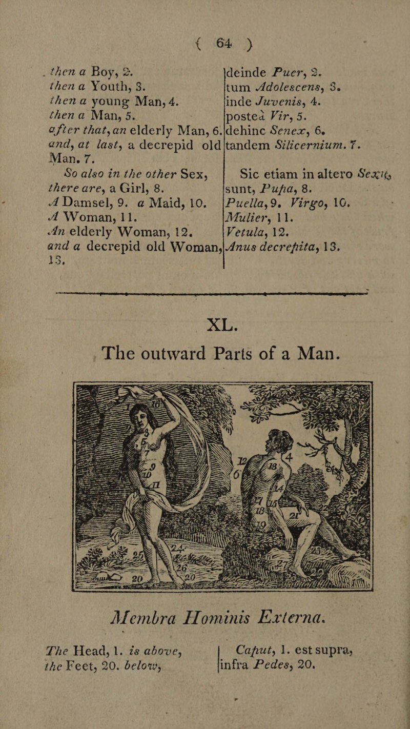 . then a Boy, 2. deinde Pzer, 3. then a Youth, 3. tum Adolescens, 3. then a young Man, 4. inde Juvenis, 4. then a Man, 5. posted Vir, 5. after that,an elderly Man, 6.\dehinc Senex, 6. and, at last, a decrepid old tandem Silicernium. 7. Man. 7. So also in the other Sex, Sic etiam in altero Sexi there are, a Girl, 8. sunt, Za, 8. A Damsel, 9. a Maid, 10. |Puella,9. Virgo, 10. A Woman, 11. Mulier, 11. «An elderly Woman, 12. Vetula, 12. and a decrepid old Woman,|.4nus decrefita, 13. I3,  XL. .'The outward Parts of a Man.  Membra Hominis Externa. The Head, 1. zs above, Caput, 1. est supra, the Feet, 20. below, infra Pedes, 20.