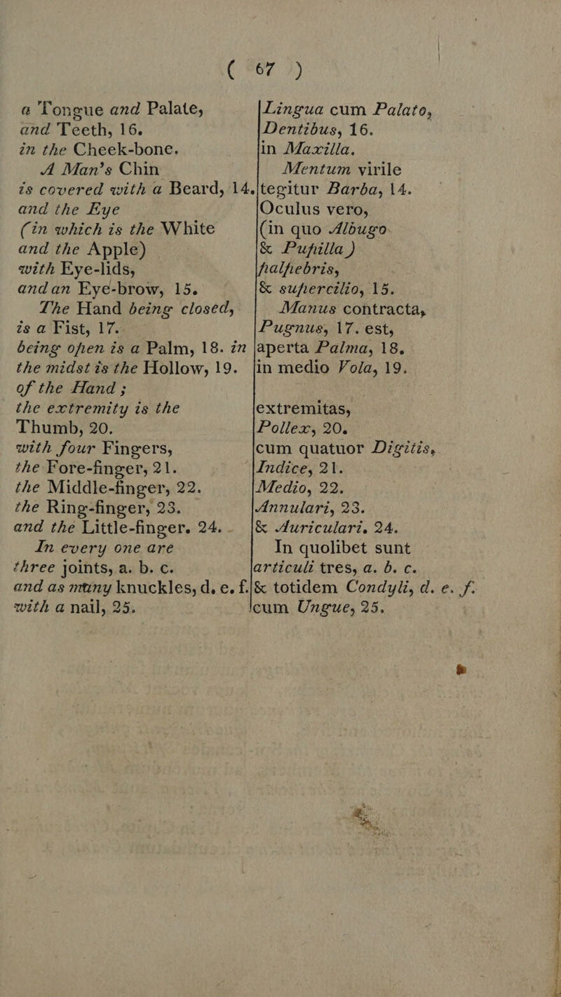 Lingua cum Palato, Dentibus, 16. in Mazilla. Mentum virile tegitur Barda, 14. Oculus vero, (in quo Aléugo. &amp; Pufilla ) ralpebris, &amp; supiercilio, 15. a Tongue and Palate, and Teeth, 16. in the Cheek-bone. A Man's Chin. is covered with a Beard, 14. and the Eye (in which is the White and the Apple) | with Eye-lids, andan Eye-brow, 15. Lhe Hand being closed, Manus contracta, is a Fist, 17. Pugnus, 17. est, being often is a Palm, 18. zn japerta Palma, 18, the midst is the Hollow, 19. Jin medio Vola, 19. of the Hand ; the extremity is the Thumb, 20. with four Fingers, the Fore-finger, 21. the Middle-finger, 22. the Ring-finger, 23. and the Little-finger. 24. . In every one are In quolibet sunt three joints, a. b. c. articuli tres, a. b. c. and as mtiny knuckles, d, e. f.|&amp; totidem Condyli, d. e. f. with a nail, 25. cum Ungue, 25.        extremitas, Pollex; 20. cum quatuor Digitis, Indice, 21. Medio, 22. Annulari, 23. &amp; Auriculari, 24.
