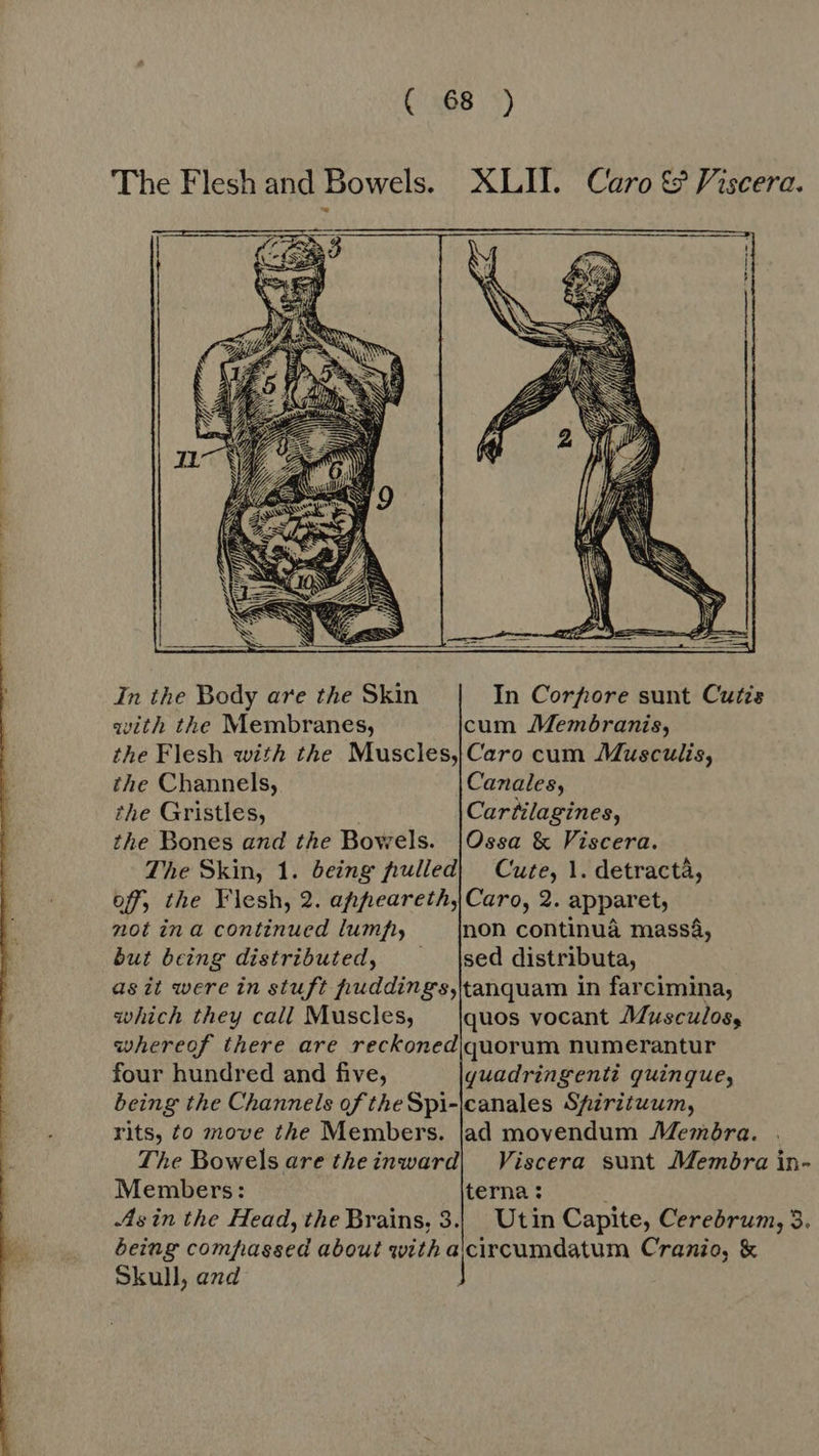  The Flesh and Bowels. XLII. Caro &amp; Viscera.    In ihe Body are the Skin In Corfiore sunt Cutis with the Membranes, cum Membranis, the Flesh with the Muscles,|Caro cum Musculis, the Channels, Canales, the Gristles, Cartilagines, the Bones and the Bowels. |Ossa &amp; Viscera. The Skin, 1. being fhulled| Cute, 1. detracta, off, the Flesh, 2. afpeareth, Caro, 2. apparet, not in a continued lumf, non continuá massá, but being distributed, ^ |sed distributa, as it were in stuft puddings,tanquam in farcimina, which they call Muscles, — |quos vocant Musculos, whereof there are reckoned\quorum numerantur four hundred and five, quadringenti quinque, being the Channels of theSpi-|canales Spirituum, rits) to move the Members. jad movendum Memöra. The Bowels are theinward| Viscera sunt Membra in- Members: terna : Asin the Head, the Brains, 3.| Utin Capite, Cerebrum, 3. being compassed about with aicircumdatum Cranio, &amp; Skull, and