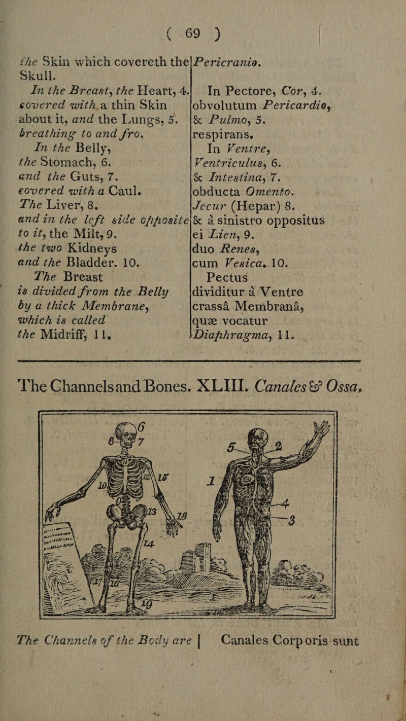 In the Breast, the Heart, 4. covered with.a thin Skin about it, and the Lungs, 5. óreathing to and fro. In the Belly, the Stomach, 6. end the Guts, 7. eovered with a Caul. The Liver, 8. In Pectore, Cor, 4. obvolutum Pericardie, &amp; Pulmo, 5. respirans. In Ventre, Ventriculus, 6. &amp; Intestina, 7. obducta Omento. Jecur (Hepar) 8. to it, the Milt, 9. the two Kidneys and the Bladder. 10. The Breast is divided from the Belly by a thick Membrane, which is called the Midriff, l L ei Lien, 9. duo Aenes, cum Pesca, 10. Pectus dividitur à Ventre crassa Membraná, qua vocatur Diafhhragma, 11.   Canales Corp oris sunt