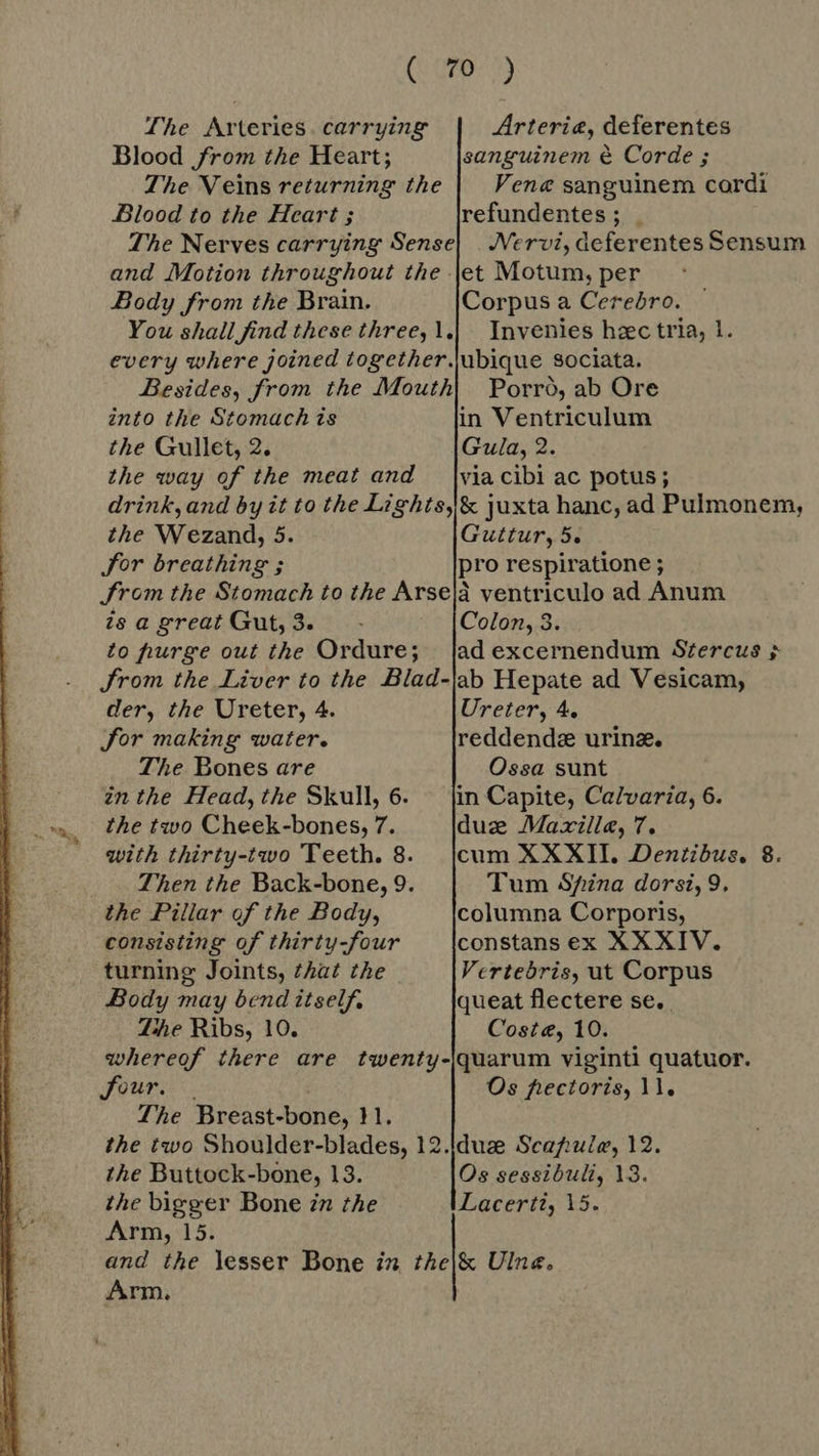 (SRAD The Arteries. carrying Arteria, deferentes Blood from the Heart; sanguinem &amp; Corde ; The Veins returning the | Vene sanguinem cordi Blood to the Heart ; refundentes; . The Nerves carrying Sense| . Nervi, deferentes Sensum and Motion throughout the \et Motum, per Body from the Brain. Corpus a Cerebro. You shall find these three, l.| Invenies hzc tria, 1. every where joined together.jubique sociata. Besides, from the Mouth) | Porró, ab Ore into the Stomach is in Ventriculum the Gullet, 2. Gula, 2. the way of the meat and — |via cibi ac potus; drink, and by it to the Lights, &amp; juxta hanc, ad Pulmonem, the Wezand, 5. Guttur, 5. for breathing ; pro respiratione ; from the Stomach to the Arse|à ventriculo ad Anum isagreatGut,3. - _ (Colon, 3. to purge out the Ordure; |adexcernendum Stercus $ From the Liver to the Blad-|ab Hepate ad Vesicam, der, the Ureter, 4. Ureter, 4. for making water. reddende urine. The Bones are Ossa sunt in the Head, the Skull, 6. ^ [in Capite, Calvaria, 6. the two Cheek-bones, 7. due Mazille, 7. with thirty-two Teeth. 8. cum XXXII. Dentibus, 8. Then the Back-bone, 9. Tum Spina dorsi, 9. the Pillar of the Body, columna Corporis, consisting of thirty-four constans ex XXXIV. turning Joints, ¢hat the Vertebris, ut Corpus Body may bend itself. queat flectere se. Lhe Ribs, 10. Coste, 10. whereof there are twenty-|quarum viginti quatuor. The Breast-bone, M. the two Shoulder-blades, 12.\duze Scaf:ule, 12. the Buttock-bone, 13. Os sessibuli, 13. the bigger Bone in the Lacerti, 15. Arm, 15. and the lesser Bone in the|&amp; Ulne. Arm. 