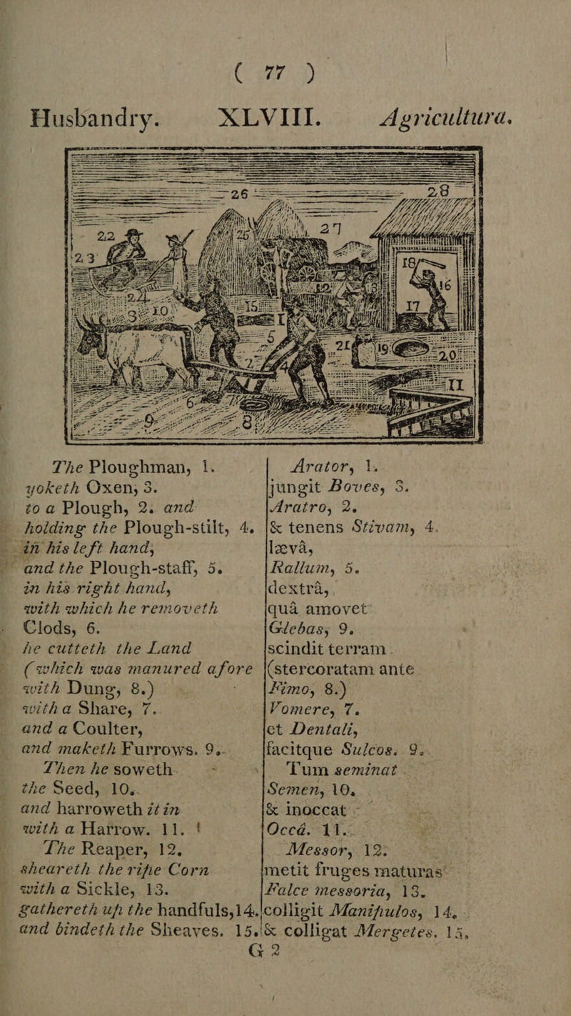   Husbandry.  The Ploughman, 1. yoketh Oxen; 3. zoa Plough, 2. and holding the Plough-stilt, 4. in his left hand; ' end the Plough-staff, 5. in his right hand, with which he removeth Clods, 6. he cutteth the Land (which was manured afore with Dung, 8.) i witha Share, 7. and a Coulter, and maketh Furrows. 9 Zhen hesoweth. — - the Seed, 10.. and harroweth z£ in with a Harrow. 11. ! The Reaper, 12. sheareth the rihe Corn Agricultura. vz  Arator, 1. jungit Boves, 3. Aratro, 2. &amp; tenens Stzvam, 4. leva, Rallum, 5. dextra,, qua amovet’ Gdebas, 9, scindit terram . (stercoratam ante fimo, 8.) Vomere, 7. et Dentali, facitque Su/cos. 9.. Tum seminat. | Semen, 10. &amp; inoccat - en Occd. tE. 7 5 E Messor, 12: metit fruges maturas
