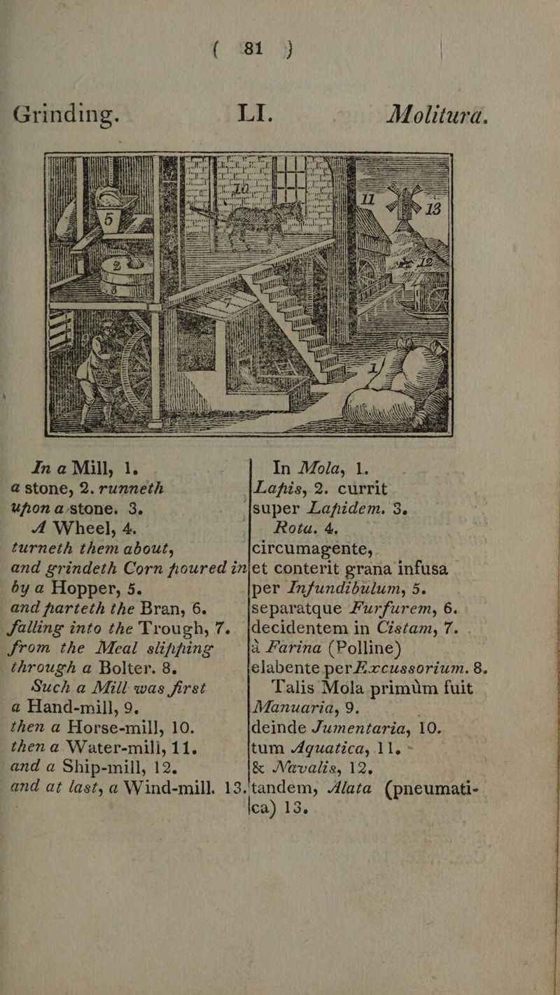 Grinding. Ina Mill, Ts a stone, 2. runneth upon a.stone. 3. |. 4 Wheel, 4 turneth them about,    ibis E EE SS In Mola, 1. Lapis, 2. currit |super .Lafzdem. 3. |. Rota. 4 circumagente, by a Hopper, 5. and harteth the Bran, 6. from the Meal slipping through a Bolter. 8. Such a Mill was first a Hand-mill, 9. then a Horse-mill, 10. and a Ship-mill, 12. and at last, a Wind-mill. 1 per Infundibulum, ton separatque Furfurem, 6. decidentem in Cistam, 7. à Farina (Polline) elabente per Excussorium. 8. Talis Mola primüm fuit Manuaria, 9. deinde VAREN 10. &amp; Navalis, 12, 3.tandem, ‘lata (pneumati- lea) 13, 