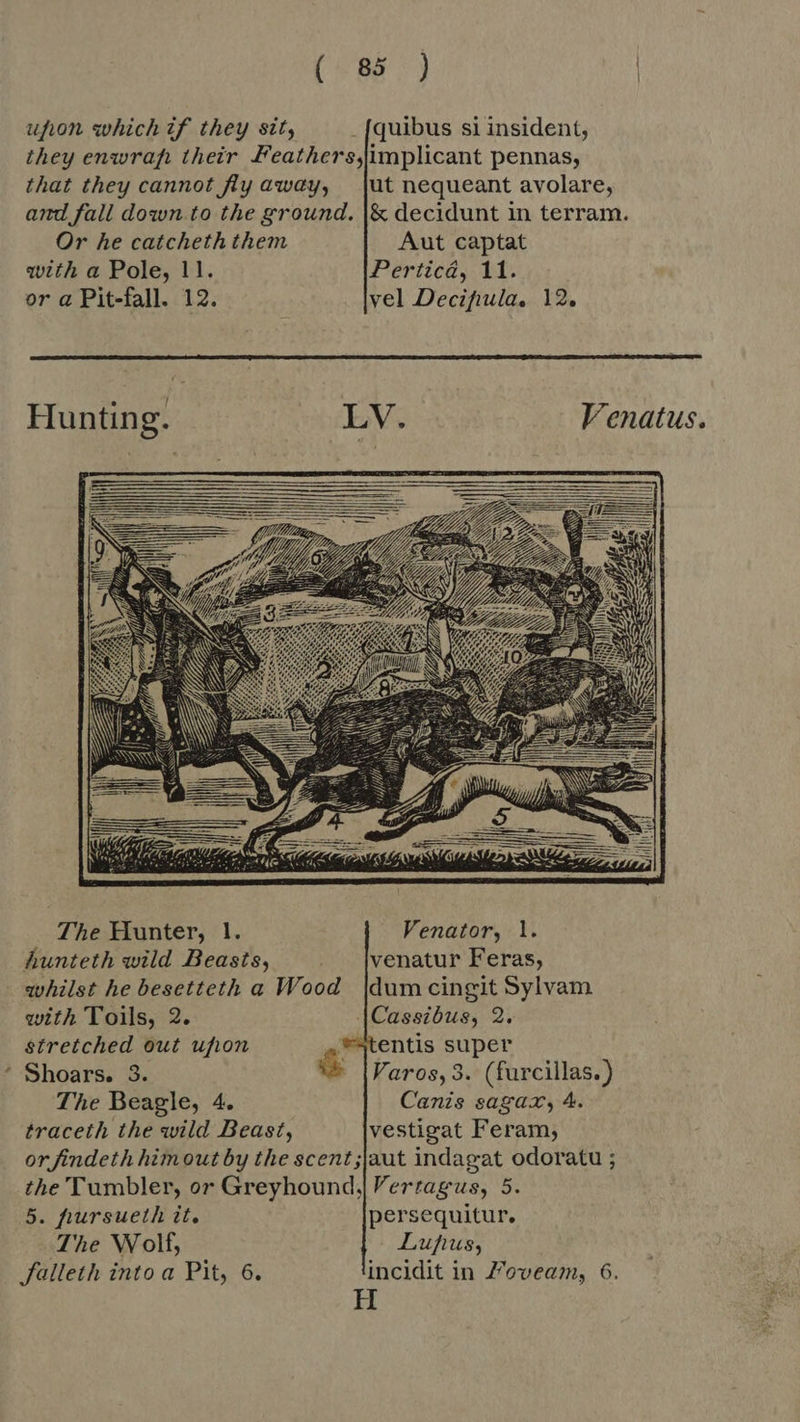 [98 ae | ufion which if they sit, _fquibus si insident, they enwrap their .Feathers,implicant pennas, that they cannot fly away, jut nequeant avolare, and fall down.to the ground. |& decidunt in terram. Or he catcheth them Aut captat with a Pole, 11. Perticá, 11. or a Pit-fall. 12. vel Decifula, 12. Hunting. LV. Venatus. The Hunter, 1. Venator, 1. Aunteth wild Beasts, venatur Feras, whilst he besetteth a Wood |dum cingit Sylvam with Toils, 2. |Cassibus, 2. stretched out ufion *tentis super Shoars. 3. & Varos, 3. (furcillas.) The Beagle, 4. Canis sagax, 4. traceth the wild Beast, |vestigat Feram, or findeth himout by the scent;jaut indagat odoratu ; the Tumbler, or Greyhound, Verragus, 5. 5. hursueth it. persequitur. The Wolf, Lupus, falleth into a Pit, 6. incidit in Zoveam, 6. H