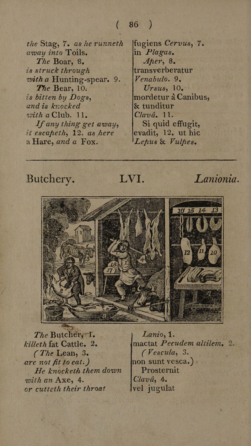 away into Toils. The Boar, 8. zs struck through witha Hunting-spear. 9. The Bear, 10: is bitten by Dogs, and is knocked with a Club. 11. If any thing get away, it escapeth, 12. as here a Hare, and a Fox. The Butchér;-1. killeth fat Cattle. 2. ( The Lean, 3. are not fit to eat.) . He knocketh them down withan Axe, 4. or cutteth their throat in Plagas. Ah br; SR transverberatur Venabulo. 9. Ursus, 10. mordetur a Canibus, & tunditur Clava. 11. Si quid effugit, evadit, 12. ut hic Lefhus & Vulpes. Lanionia. Lanio, 1. (Vescula, 3. Prosternit