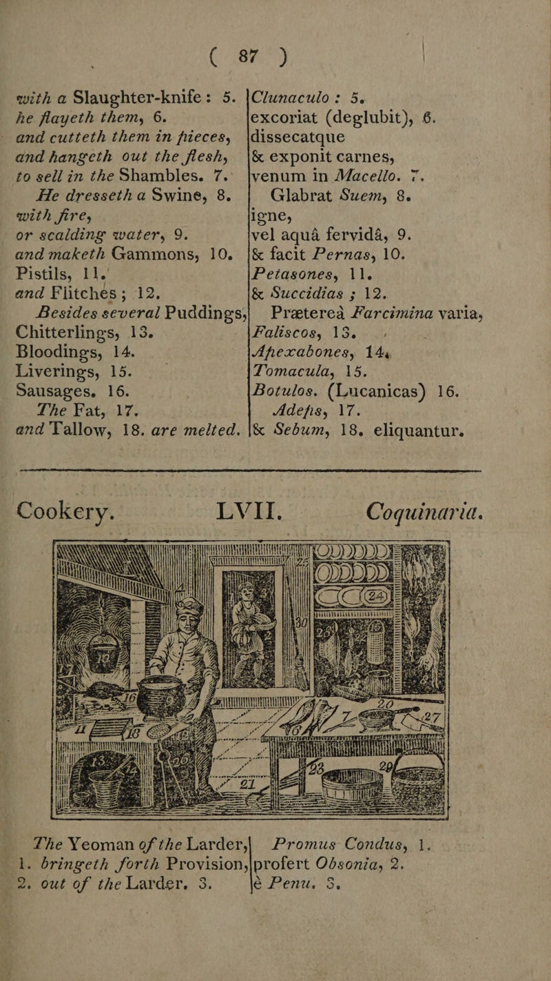he flayeth them, 6 - and cutteth them in fieces, and hangeth out the flesh, to sell in the Shambles. 7. He dresseth a Swine, 8. with fire, or scalding water, 9. and maketh Gammons, 10. Pistils, ! l. and Flitches ; a P Chitterlings, 13. Bloodings, 14. Liverings, 15. Sausages. 16. The Fat, 17. excoriat (deglubit), 6. dissecatque & exponit carnes, venum in Macello. 7. Glabrat Suem, 8. igne, vel aquá fervidá, 9 & facit Pernas, 10. Peiasones, 11. & Succidias ; 12. Preterea Farcimina varia, Faliscos, 18. .: Anexabones, 144 Tomacula, 15. Botulos. (Lucanicas) 16. Jdefis, 17. Cookery. Coquinaria. a7 Promus Condus, 1. i5. out of the Larder. 3. é Penu. 3.