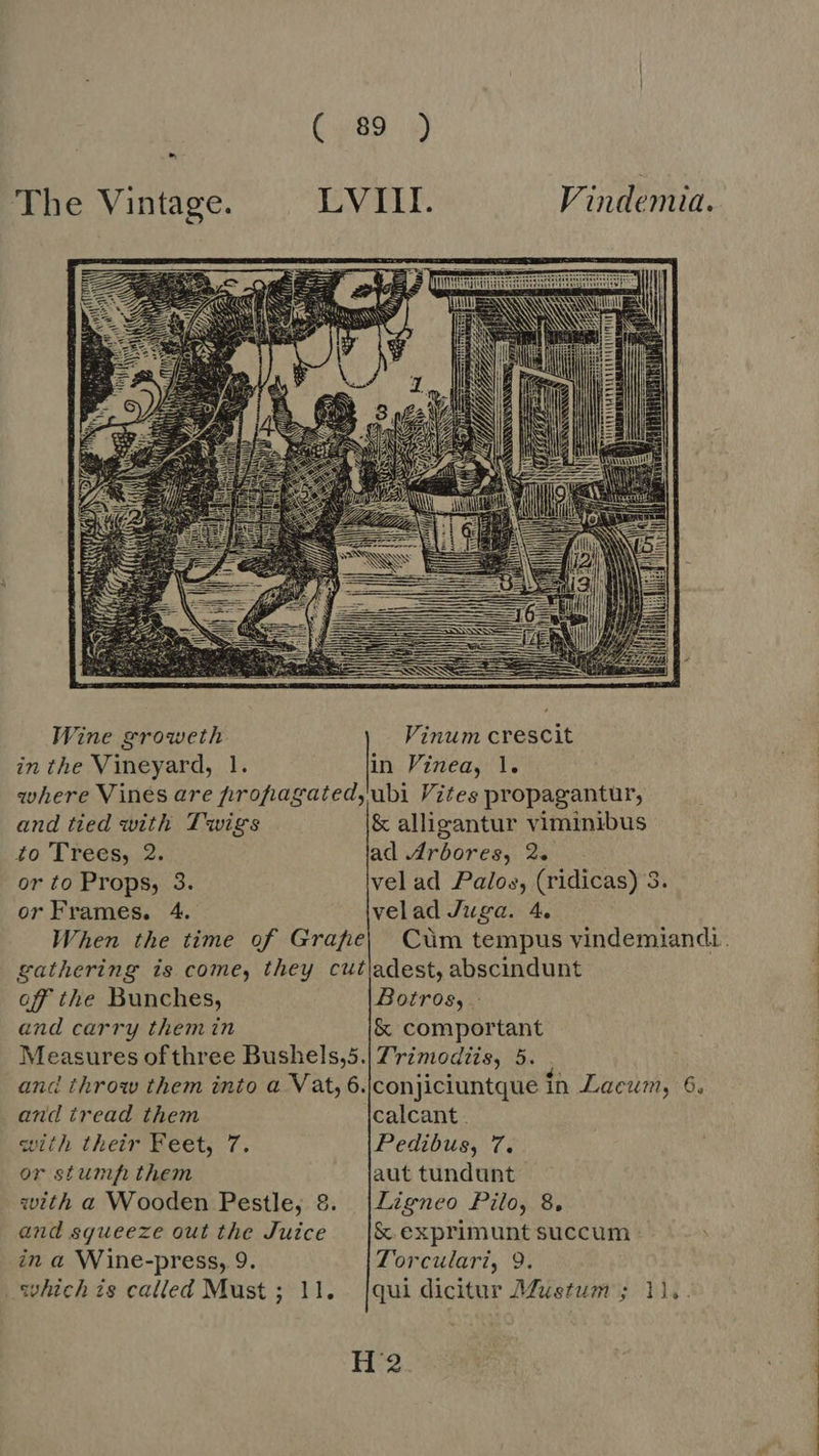 The Vintage. LVIII. Vindemia. Wine groweth Vinum crescit in the Vineyard, 1. in Vinea, 1. where Vines are propagated, ubi Vites propagantur, and tied with Twigs & alligantur viminibus to Trees, 2. ad Arbores, 2. or to Props, 3. vel ad Palos, (ridicas) 3. or Frames. 4. velad Juga. 4. When the time of Grafe| Cùm tempus vindemiandi. gathering is come, they cut|adest, abscindunt off the Bunches, Botros, . and carry themin & comportant Measures of three Bushels,5.| 7rzmodzis, 5. and throw them into a Vat, 6./conjiciuntque in Lacum, 6, and tread them calcant . with their Feet, 7. Pedibus, 7. or stump them aut tundunt with a Wooden Pestle, 8. |Ligneo Pilo, 8, and squeeze out the Juice — |& exprimuntsuccum: in a Wine-press, 9. Torculari, 9. whichis called Must ; 11. . |qui dicitur Mustum ; 11, H2