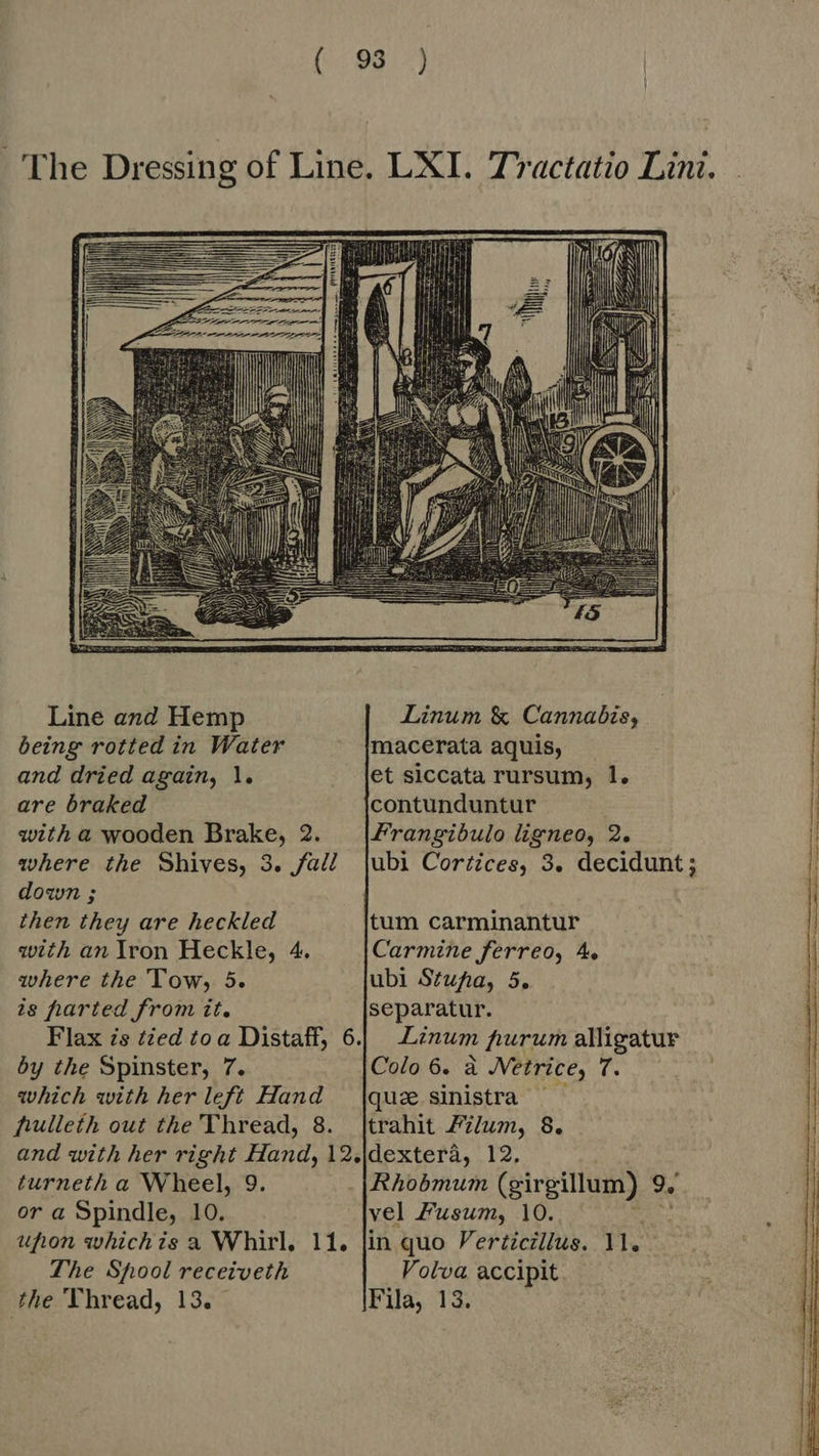 Line and Hemp being rotted in Water and dried again, 1. are braked with a wooden Brake, 2 where the Shives, 3. fall down ; then they are heckled with an Iron Heckle, 4. where the Tow, 5. is parted from it. Flax zs tied toa Distaff, 6 by the Spinster, 7. which with her left Hand hulleth out the Thread, 8 Linum & Cannabis, macerata aquis, et siccata rursum, 1. contunduntur Frangibulo ligneo, 2. ubi Cortices, 3. decidunt ; tum carminantur Carmine ferreo, 4. ubi Stufa, 5. separatur. Linum furum alligatur Colo 6. à Netrice, T. que. sinistra - trahit Zum, 8. turneth a Wheel, 9 or a Spindle, 10. Rhobmum (girgillum) 9. vel Fusum, 10. The Spool receiveth Volva accipit