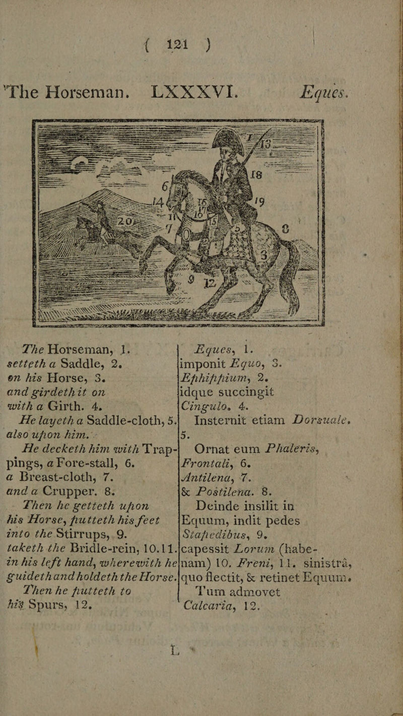 ( 190 ) ‘The Horseman. LXXXVI. Eques.  lis coss T The Horseman, 1. | gues, 1. setteth a Saddle, 2. imponit Equo, 3. on his Horse, 3. Efhhihfhium, 2. and girdethit on idque succingit witha Girth. 4. Cingulo. 4 He layeth a Saddle-cloth,5.| Insternit etiam Dorsuaile, also upon him. - a He decketh him with Trap-| Ornat eum Phaleris, pings, a Fore- je 6. Frontali, 6. a Breast-cloth, 7. Antilena, 7. and a Crupper. 8. &amp; Postilena. 8. Then he getteth ufion Deinde insilit in lis Horse, fuutteth his feet {Equum, indit pedes into the Stirrups, 9. Stahedibus, 9. taketh the Bridle-rein, 10.11.|capessit Lorum (habe- in his left hand, wherewith hejnam) 10. Freni, 11. sinistra, guideth and holdeth the Horse.|quo flectit, &amp; retinet Equum, Then he hutteth to Tum admovet hi$ Spurs, 12. Calcaria, 12. M \ Ls 