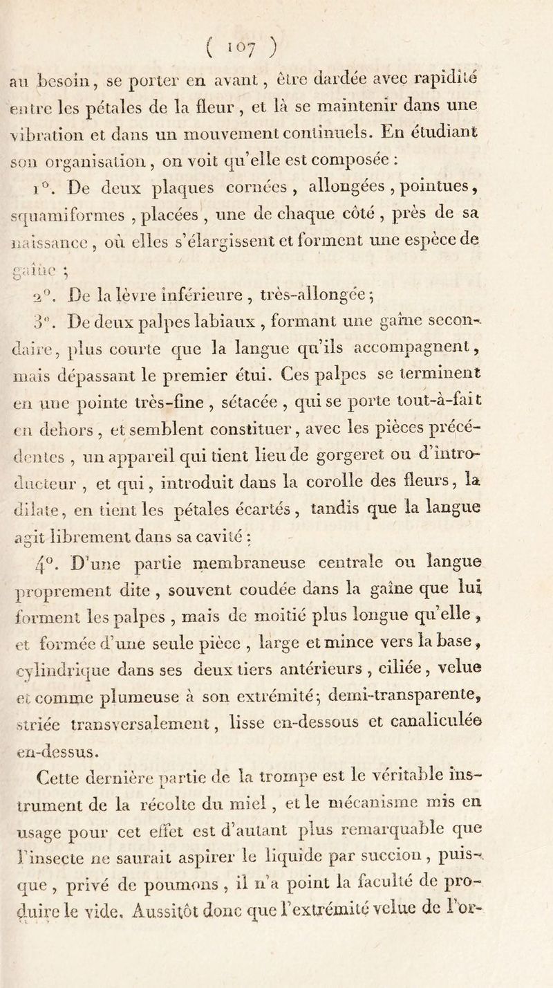 ru besoin, se porter en avant, elrc dardée avec rapidité entre les pétales de la fleur, et là se maintenir dans une vibration et dans un mouvement continuels. En étudiant son organisation, on voit qu’elle est composée : i°. De deux plaques cornées, allongées , pointues, squamiformes , placées , une de chaque côté , près de sa naissance , où elles s’élargissent et forment une espèce de gaine ; De la lèvre inférieure , très-allongée*, 3°. De deux palpes labiaux , formant une gaine secon- daire, plus courte que la langue qu’ils accompagnent, mais dépassant le premier étui. Ces palpes se terminent en une pointe très-fine , sétacée , qui se porte tout-à-fait en dehors , et semblent constituer, avec les pièces précé- dentes , un appareil qui tient lieu de gorgeret ou d intro- ducteur , et qui, introduit dans la corolle des fleurs, la dilate, en tient les pétales écartés, tandis que la langue arit librement dans sa cavité : O ' 4°. D’une partie membraneuse centrale ou langue proprement dite , souvent coudée dans la gaine que lui forment les palpes , mais de moitié plus longue quelle , et formée d’une seule pièce , large et mince vers la base, cylindrique dans ses deux tiers antérieurs , ciliée , velue et comme plumeuse à son extrémité*, demi-transparente, striée transversalement, lisse en-dessous et canaliculée en-dessus. Cette dernière partie de la trompe est le véritable ins- trument de la récolte du miel, et le mécanisme mis en usage pour cet effet est d’autant plus remarquable que 1 insecte ne saurait aspirer le liquide par succion, puis-’*, que , privé de poumons , il n’a point la faculté de pro- duire le vide, Aussitôt donc que b extrémité velue de I or-