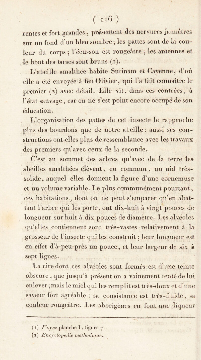 rentes et fort, grandes , présentent des nervures jaunâtres sur un fond d’un bleu sombre ; les pattes sont de ia cou- leur du corps -, l’écusson est rougeâtre -, les antennes et le bout des tarses sont bruns (i). L’abeille amaltliée habite Surinam et Cayenne, d'où elle a été envoyée à feu Olivier, qui l’a fait connaître le premier (2) avec détail. Elle vit, dans ces contrées, à l’état saüvage, car on ne s’est point encore occupé de son éducation. L’organisation des pattes de cet insecte le rapproche plus des bourdons que de notre abeille : aussi ses con- structions ont-elles plus de ressemblance avec les travaux d.es premiers qu’avec ceux de la seconde. C’est au sommet des arbres qu’avec de la terre les abeilles amalthées élèvent, en commun , un nid très- solide, auquel elles donnent la ligure d’une cornemuse et un volume variable. Le plus communément pourtant, ces habitations} dont on ne peut s’emparer qu’en abat- tant l’arbre qui les porte, ont dix-huit à vingt pouces de longueur sur huit à dix pouces de diamètre. Les alvéoles qu’elles contiennent sont très-vastes relativement à la grosseur de l’insecte qui les construit ; leur longueur est en effet d’à-peu-près un pouce, et leur largeur de six à sept lignes. La cire dont ces alvéoles sont formés est d’une teinte obscure , que jusqu’à présent on a vainement tenté de lui enlever ; mais le miel qui les remplit est très-doux et d’une saveur fort agréable : sa consistance est très-fluide , sa couleur rougeâtre. Les aborigènes en font une liqueur ( 1) Voyez planche I, figure 7. (2) Encyclopédie méthodique*