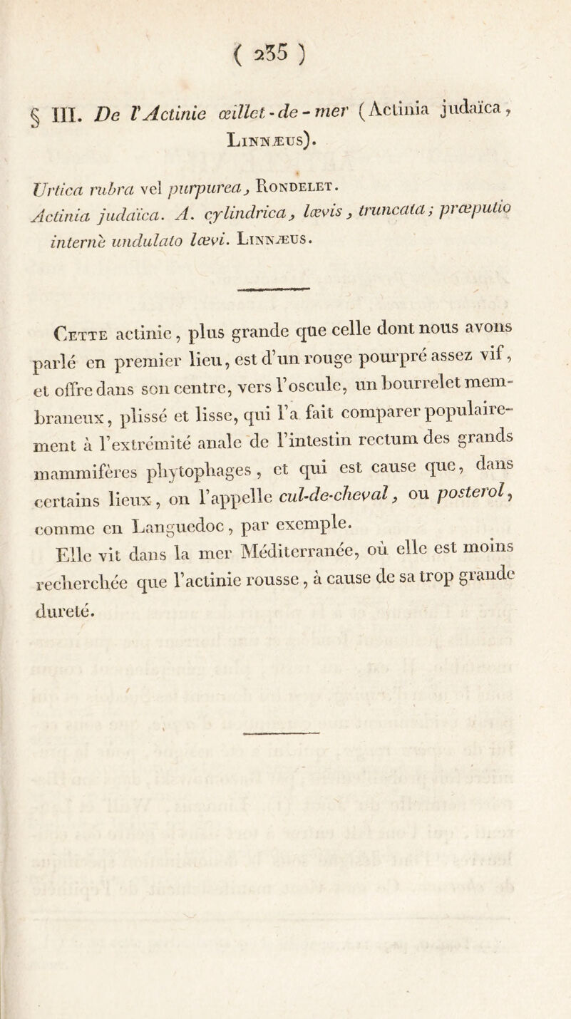 § III. De l'Actinie œillet-de-mer (Acliiiia judaïca, Linnæus). Uvtica rubra vel purpuredj Rondelet. Actinia judaica. A. cylindrica, lœvis , truncaia ; prœputio interne undulato lœvi. Linnæus. Cette actinie, plus grande que celle dont nous avons parlé en premier lieu, est d’un rouge pourpré assez vif, et offre dans son centre, vers l’oscule, un bourrelet mem- braneux, plissé et lisse, qui l’a fait comparer populaire- ment à l’extrémité anale de l’intestin rectum des grands mammifères phytophages , et qui est cause que, dans certains lieux, on l’appelle cul-de-cheval, ou posterol, comme en Languedoc, par exemple. Elle vit dans la mer Méditerranée, ou elle est moins recherchée que l’actinie rousse, à cause de sa trop grande dureté.