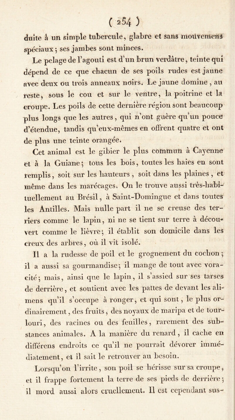 chiite â un simple tubercule, glabre et sans ttioüŸCntefti spéciaux 5 ses jambes sont minces. Le pelage de l’agouti est d’un brun verdâtre, teinte qui dépend de ce que chacun de ses poils rudes est jaune avec deux ou trois anneaux ndirs. Le jaune domine , au reste, sous le cou et sur le ventre, la poitrine et k croupe. Les poils de cette dernière région sont beaucoup plus longs que les autres, qui n’ont guère qu’un pouce d’étendue, tandis qu’eux-mêmes en offrent quatre et ont de plus une teinte orangée* Cet animal est le gibier le plus commun à Cayenne Ct à la Güiane • tous les bois, toutes les haies en sont Remplis, soit sur les hauteurs , soit dans les plaines , et même dans les marécages* On le trouve aussi très-habi- tuellement au Brésil, à Saint-Domingue et dans toutes les Antilles. Mais nulle part il ne se creuse des ter- riers comme le lapin, ni ne se tient sur terre à décou* Vert cominé le lièvre-, il établit son domicile dans les creux des arbres, ou il vit isolé. Il a la rudesse de poil et le grognement du cochon ; il a aussi sa gourmandise 5 il mange de tout avec vora- cité 5 mais, ainsi que le lapin, il s assied sur ses tarses de derrière, et soutient avec les pattes de devant les ali* mens qu’il s’occupe à ronger, et qui sont, le plus or- dinairement , des fruits, des noyaux de maripa et de tour- louri, des racines ou des feuilles, rarement des sub- stances animales. À la manière du renard, il cache en différons endroits ce qu’il ne pourrait dévorer immé- diatement, et il sait le retrouver au besoin. Lorsqu’on l’irrite, son poil se hérisse sur sa croupe, et il frappe fortement la terre de ses pieds de derrière 5 il mord aussi alors cruellement. Il est cependant sus-