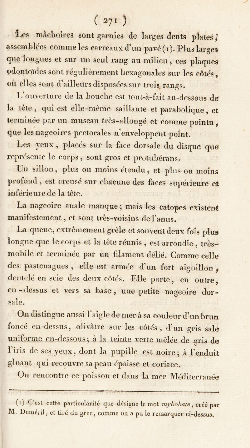 Les mâchoires sont garnies de larges dents plates $ assemblées comme les carreaux d'un pavé (i). Plus larges que longues et sur un seul rang au milieu, ces plaques odontoïdes sont régulièrement hexagonales sur les côtés, où elles sont d'ailleurs disposées sur trois rangs* L’ouverture de la bouche est tout-à-fait au-dessous de la tète , qui est elle-même saillante et parabolique, et terminée par un museau très-allongé et comme pointu y que les nageoires pectorales n’enveloppent point* Les yeux , placés sur la face dorsale du disque que représente le corps, sont gros et protubérans* Un sillon, plus ou moins étendu, et plus ou moins profond, est creusé sur chacune des faces supérieure et inférieure de la tête. La nageoire anale manque 5 mais les catopes existent manifestement, et sont très-voisins de l’anus. La queue, extrêmement grêle et souvent deux fois plus longue que le corps et la tête réunis , est arrondie , très^ mobile et terminée par un filament délié. Comme celle des pastenagues , elle est armée d’un fort aiguillon i dentelé en scie des deux côtés. Elle porte, en outre, en - dessus et vers sa base , une petite nageoire dor- sale. On distingue aussi l’aigle de mer à sa couleur d’un brun foncé en-dessus, olivâtre sur les côtés, d’un gris sale uniforme en-dessous; à la teinte verte mêlée de gris de l’iris de ses yeux, dont la pupille est noire; à l’enduit gluant qui recouvre sa peau épaisse et coriace. On rencontre ce poisson et dans la mer Méditerranée (1) C’est cette particularité que désigne le mot myiiobate, créé par M. Dumérilj et tiré du grec, comme 011 a pu le remarquer ci-dessus.