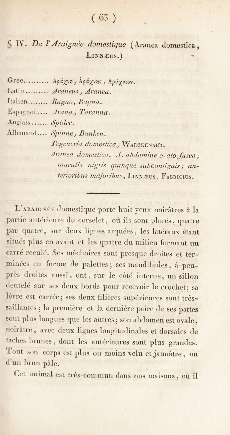 § IV. De ï Araignée domestique (Àranea domestica, Linnæus.) Grec Lalin Italien Espagnol.... Anglais 5 S Apx%vv) y Apx%jr)ç , Apx%viov. Araneus , Aranea. Ragno, Ragna. Avaria, Taranna. Alleniand— Spinne, Banken. Tegeneria domestica, Waickenaer. Aranea domestica. A. abdomine ovato-fusco ; maculis nigris quinque subcontiguis ; an- terioribus majoribus, Linnæus, Fabricius. L’araignée domestique porte huit yeux noirâtres à la partie antérieure du corselet, où ils sont placés, quatre par quatre, sur deux lignes arquées, les latéraux étant situés plus en avant et les quatre du milieu formant un carré reculé. Scs mâchoires sont presque droites et ter- minées en forme de palettes 3 ses mandibules, à-peu- près droites aussi, ont, sur le côté interne, un sillon dentelé sur ses deux bords pour recevoir le crochet*, sa lèvre est carrée 3 ses deux filières supérieures sont très- saillantes 3 la première et la dernière paire de ses pattes sont plus longues que les autres 3 son abdomen est ovale, noirâtre, avec deux lignes longitudinales et dorsales de taches brunes, dont les antérieures sont plus grandes. Tout son corps est plus ou moins velu et jaunâtre, ou d’un brun pâle. Lot animal est très-commun d ans nos maisons, ou 1 il