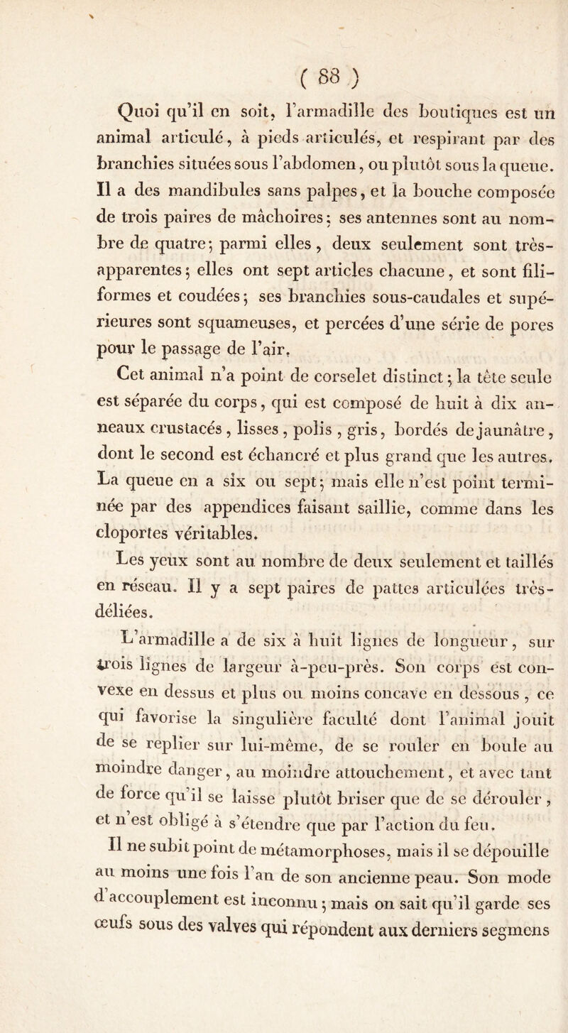 Quoi qu’il en soit, l’armadille des boutiques est un animal articulé, à pieds articulés, et respirant par des branchies situées sous l’abdomen, ou plutôt sous la queue. Il a des mandibules sans palpes, et la bouche composée de trois paires de mâchoires ; ses antennes sont au nom- bre de quatre; parmi elles, deux seulement sont très- apparentes ; elles ont sept articles chacune, et sont fili- formes et coudées ; ses branchies sous-caudales et supé- rieures sont squameuses, et percées d’une série de pores pour le passage de l’air. Cet animal n’a point de corselet distinct ; la tète seule est séparée du corps, qui est composé de huit à dix an- neaux crustacés , lisses , polis , gris, bordés de jaunâtre, dont le second est échancré et plus grand que les autres. La queue en a six ou sept; mais elle n’est point termi- née par des appendices faisant saillie, comme dans les cloportes véritables» Les yeux sont au nombre de deux seulement et taillés en réseau. Il y a sept paires de pattes articulées très- déliées. L’armadille a de six â huit lignes de longueur, sur irois lignes de largeur à-peu-près. Son corps est con- vexe en dessus et plus ou moins concave en dessous , ce qui favorise la singulière faculté dont ranimai jouit de se replier sur lui-même, de se rouler en boule au moindre danger, au moindre attouchement, et avec tant de force qu il se laisse plutôt briser que de se dérouler , et n est obligé à s’étendre que par l’action du feu. Il ne subit point de métamorphoses, mais il se dépouille au moins une lois 1 an de son ancienne peau. Son mode d accouplement est inconnu ; mais on sait qu’il garde ses oeuls sous des valves qui répondent aux derniers segmens