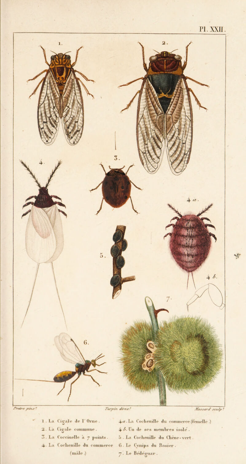 Vassartf scn 1 . La Ciçale de I Orne . 2. La ( <■ commune . w ô. La Coccinelle a 7 points. 4-- La ( oehenille du commerce ( mâle .) 4«-La Cochenille du commerce (femelle .) 4 O. Cn de ses membres isole’. 5 . La (oehenille du Chêne-vert . b. Le ( vmps du Rosier. . Le Bêdêguar .