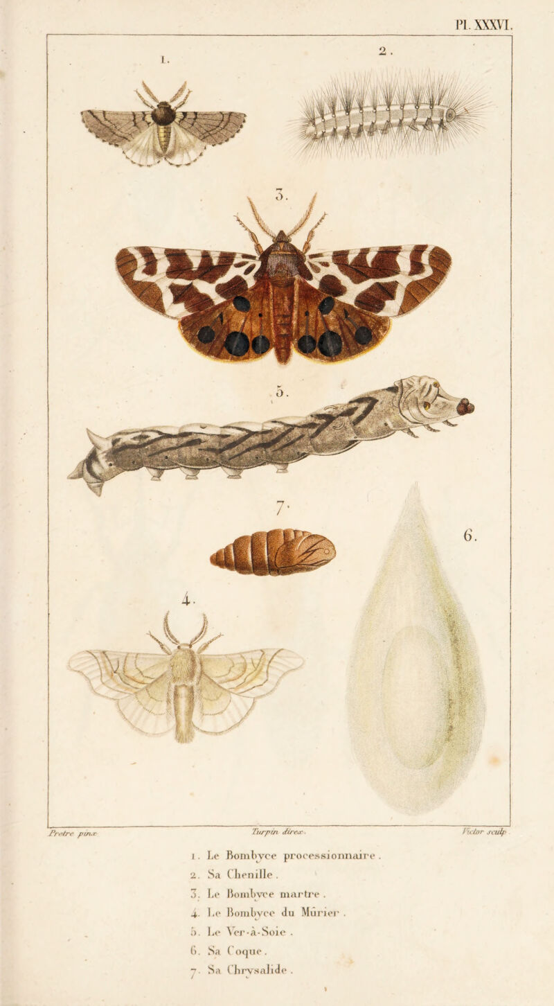 Fretre pi^r Turptn direae. Victor scuip [. Le Bombyee processionnaire . 2. Sa Chenille. 3. Le Bombvce martre . 4. I.e Bombvce du Mûrier . b. Le Ver-à-Soie . 6. Sa Coque. 7. Sa Chrysalide . I