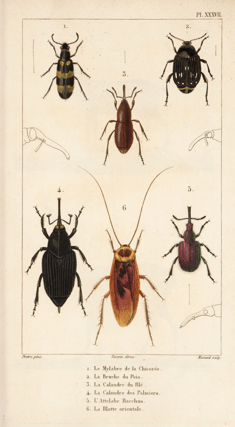 IW/re pinx. Turpcn türtxc. ftaMard Si lilp. 1. Le Mvlabre de la Chicorée . 2. La Bruche du Pois. 3. La Calandre du Blé . 4- La Calandre des Palmiers. 3. L'Attelabe Bac chus .