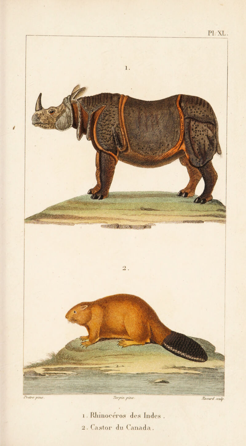 lierpw duuc i . Rhinocéros des Indes 2. Castor du Canada. Ma.csard .ccidp l'rr’trt’ pirur PL XL.