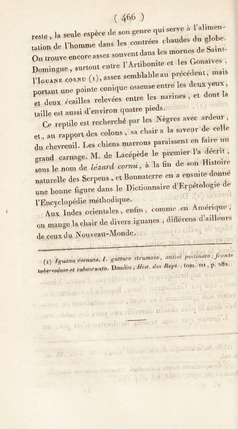 res,e , la seule espèce de sou genre qui serve à l altmeu- talion d. l’homme dans les contrées chaudes du globe. ^ trouve encore asses souvent dans les mornes de Satnt- Dom r ne , surtout entre l’Artibonite et les Gonatves , n«vJ* cô*»o (i)i assez semhlableau présent m.u portant une pointe conique osseuse entre les deux J , et deux écailles relevées entre les nannes , taille est aussi d’environ quatre pieds. Ce reptile est recherché par les Nègres avec ardeur et, au rapport des colons , sa chair a la saveur de celle du chevreuil. Les chiens marrons paraissent en faire un grand carnage. M. de Lacépède le prem.er 1 a décrit , sous le nom de lézard cornu, à la fan de son Histoire naturelle des Serpens , et Bonnaterre en a ensuite donne une bonne figure dans le Dictionnaire d’Erpétologie de l’Encyclopédie méthodique. ' Aux Indes orientales , enfin, comme en Amérique , on mange la chair de divers iguanes , différens d’ailleurs de ceux du Nouveau-Monde, . ' M temna '(émula. I. gutture strumoso, aniicé pectinato ;/rente l„ber^oso.et suboonmo, Daudin, Hto. des Hept. , loto, ni. P- *8»-