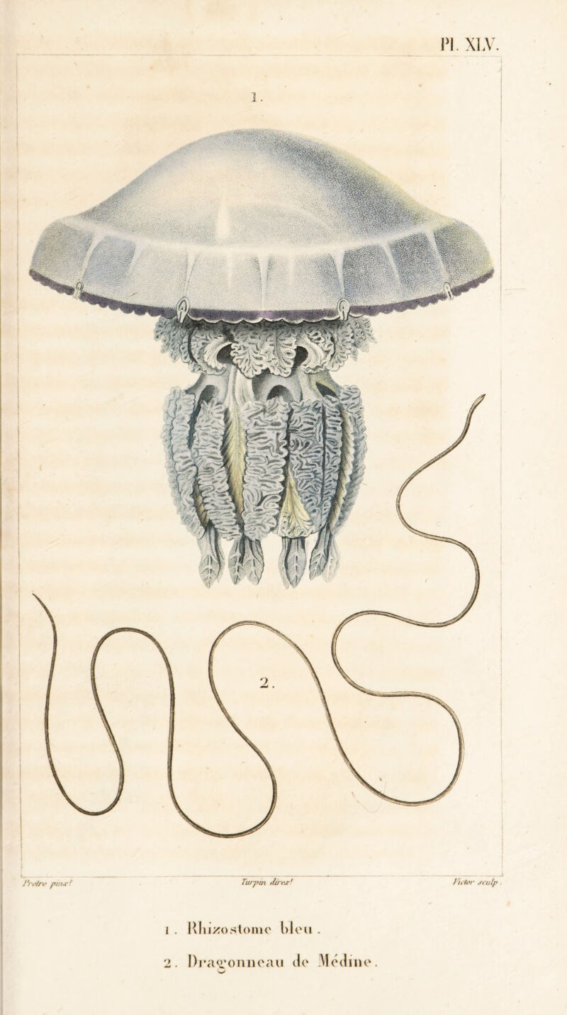 PI. XLV. Turpin dtrcjc* j . Rluxostonic nleu . 2. Dragonneau de Pretre pm.r! fït'tor scalp Médine