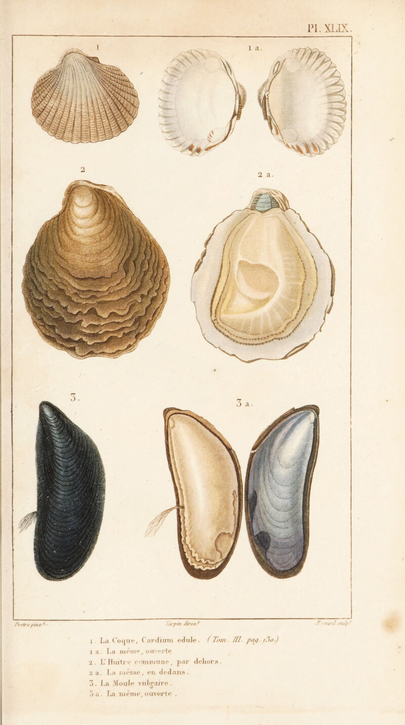 Pi. XUX. Prrtrepaix ùtrpin direz? dh-sard JOllp! x. La Coque, Cardiaux edule. ( Ta/n ■ M- pn>/. /3o.) 1 a. La meme, ouverte 2. L’ Huiti i- commune, par delxor.s . 2 a. I.a même, eu dedans. 3. J.a Moule vul'rarre . 3 a. La même, ouverte .