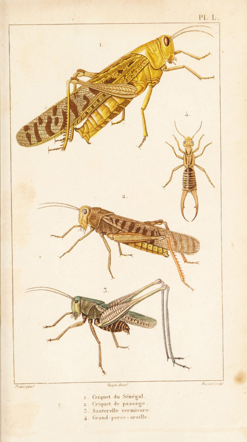 PL. I !*r,-tre puis j . Criquet du Sénégal . 2. Criquet de passage. 3. Sauterelle vermivore. 4- Grand-perce - oreille .