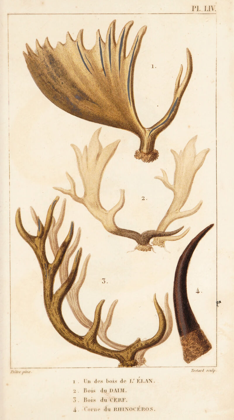 PL LIV. 1 ■?.* b Prêtre rm.r. TcsUrd sculp / I . I n des bois de 1/ Kl,AN. 2. liois du DAIM. 3. Bois du CERF. 4. ('orne du RHINOCEROS.