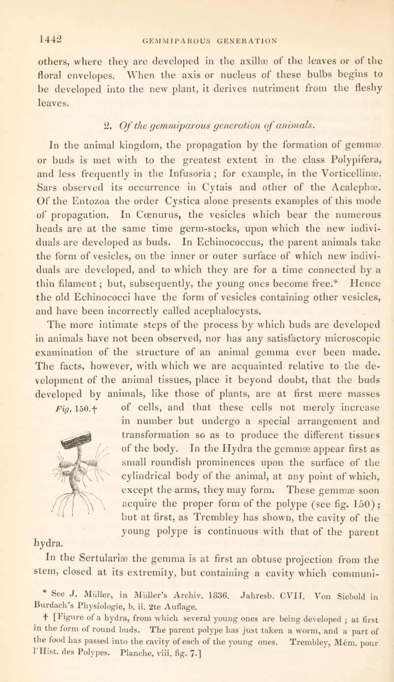 others, where they are developed in the axillae of the leaves or of the floral envelopes. When the axis or nucleus of these bulbs begins to be developed into the new plant, it derives nutriment from the fleshy leaves. 2. Of the gemmipcirous generation of animals. In the animal kingdom, the propagation by the formation of gemmae or buds is met with to the greatest extent in the class Polypifera, and less frequently in the Infusoria; for example, in the Vorticellinae. Sars observed its occurrence in Cytais and other of the Acalephae. Of the Entozoa the order Cystica alone presents examples of this mode of propagation. In Ccenurus, the vesicles which bear the numerous heads are at the same time germ-stocks, upon which the new indivi¬ duals are developed as buds. In Echinococcus, the parent animals take the form of vesicles, on the inner or outer surface of which new indivi¬ duals are developed, and to which they are for a time connected by a thin filament; but, subsequently, the young ones become free.* Hence the old Echinococci have the form of vesicles containing other vesicles, and have been incorrectly called acephalocysts. The more intimate steps of the process by which buds are developed in animals have not been observed, nor has any satisfactory microscopic examination of the structure of an animal gemma ever been made. The facts, however, with which we are acquainted relative to the de¬ velopment of the animal tissues, place it beyond doubt, that the buds developed by animals, like those of plants, are at first mere masses Fig. 150.f of cells, and that these cells not merely increase in number but undergo a special arrangement and transformation so as to produce the different tissues of the body. In the Hydra the gemmae appear first as small roundish prominences upon the surface of the cylindrical body of the animal, at any point of which, except the arms, they may form. These gemmae soon acquire the proper form of the polype (see fig. 150); but at first, as Trembley has shown, the cavity of the young polype is continuous with that of the parent hydra. In the Sertulariee the gemma is at first an obtuse projection from the stem, closed at its extremity, but containing a cavity which communi- feee J. Miiller, in Muller’s Archiv. 1836. Jahresb. CVil. Von Siebold in Burdacb’s Physiologie, b. ii. 2te Auflage. t [Figure of a bydra, from which several young ones are being developed ; at first in the form of round buds. The parent polype has just taken a worm, and a part of the food has passed into the cavity of each of the young ones. Trembley, Mem. pour 1 Hist, des Polypes. Planche, viii. fig. 7>1