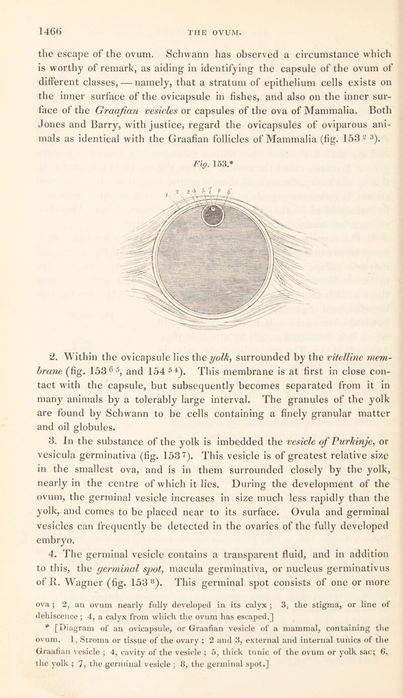 the escape of the ovum. Schwann has observed a circumstance which is worthy of remark, as aiding in identifying the capsule of the ovum of different classes, — namely, that a stratum of epithelium cells exists on the inner surface of the ovicapsule in fishes, and also on the inner sur¬ face of the Graafian vesicles or capsules of the ova of Mammalia. Both Jones and Barry, with justice, regard the ovicapsules of oviparous ani¬ mals as identical with the Graafian follicles of Mammalia (fig. 153 2 3). Fig. 153.* . 8. 44 Sja f 2. Within the ovicapsule lies the yolk, surrounded by the vitelline mem¬ brane (fig. 153 6 5, and 154 54). This membrane is at first in close con¬ tact with the capsule, but subsequently becomes separated from it in many animals by a tolerably large interval. The granules of the yolk are found by Schwann to be cells containing a finely granular matter and oil globules. 3. In the substance of the yolk is imbedded the vesicle of Purkinje, or vesicula germinativa (fig. 153 7). This vesicle is of greatest relative size in the smallest ova, and is in them surrounded closely by the yolk, nearly in the centre of which it lies. During the development of the ovum, the germinal vesicle increases in size much less rapidly than the yolk, and comes to be placed near to its surface. Ovula and germinal vesicles can frequently be detected in the ovaries of the fully developed embryo. 4. The germinal vesicle contains a transparent fluid, and in addition to this, the germinal spot, macula germinativa, or nucleus germinativus of R. Wagner (fig. 153 8). This germinal spot consists of one or more ova ; 2, an ovum nearly fully developed in its calyx ; 3, the stigma, or line of dehiscence ; 4, a calyx from which the ovum has escaped.] * [Diagram of an ovicapsule, or Graafian vesicle of a mammal, containing the ovum. 1, Stroma or tissue of the ovary ; 2 and 3, external and internal tunics of the Graafian vesicle ; 4, cavity of the vesicle ; 5, thick tunic of the ovum or yolk sac; G, the yolk ; 7, the germinal vesicle ; 8, the germinal spot.]