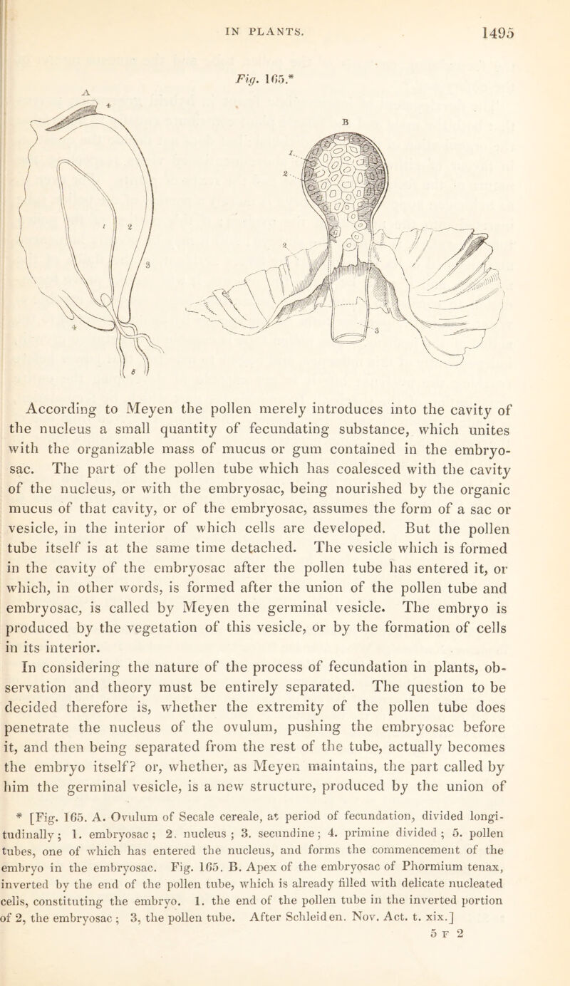 Fig. ] 05.* A According to Meyen the pollen merely introduces into the cavity of the nucleus a small quantity of fecundating substance, which unites with the organizable mass of mucus or gum contained in the embryo- sac. The part of the pollen tube which has coalesced with the cavity of the nucleus, or with the embryosac, being nourished by the organic mucus of that cavity, or of the embryosac, assumes the form of a sac or vesicle, in the interior of which cells are developed. But the pollen tube itself is at the same time detached. The vesicle which is formed in the cavity of the embryosac after the pollen tube has entered it, or which, in other words, is formed after the union of the pollen tube and embryosac, is called by Meyen the germinal vesicle. The embryo is produced by the vegetation of this vesicle, or by the formation of cells in its interior. In considering the nature of the process of fecundation in plants, ob¬ servation and theory must be entirely separated. The question to be decided therefore is, whether the extremity of the pollen tube does penetrate the nucleus of the ovulum, pushing the embryosac before it, and then being separated from the rest of the tube, actually becomes the embryo itself? or, whether, as Meyen maintains, the part called by him the germinal vesicle, is a new structure, produced by the union of * [Fig. 165. A. Ovulum of Secale cereale, at period of fecundation, divided longi¬ tudinally ; 1. embryosac; 2. nucleus; 3. secundine; 4. primine divided; 5. pollen tubes, one of which has entered the nucleus, and forms the commencement of the embryo in the embryosac. Fig. 165. B. Apex of the embryosac of Phormium tenax, inverted by the end of the pollen tube, which is already filled with delicate nucleated cells, constituting the embryo. 1. the end of the pollen tube in the inverted portion of 2, the embryosac ; 3, the pollen tube. After Schleiden. Nov. Act. t. xix.]