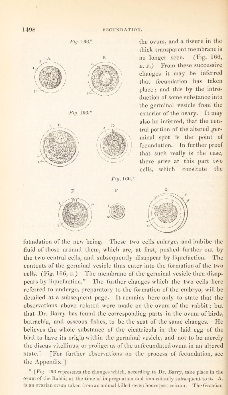 t 1498 FECUNDATION. Fig. 1GG.* the ovum, and a fissure in the thick transparent membrane is no longer seen. (big. 166, e. f.) From these successive changes it may be inferred that fecundation has taken place ; and this by the intro¬ duction of some substance into the germinal vesicle from the exterior of the ovary. It may also be inferred, that the cen¬ tral portion of the altered ger¬ minal spot is the point of fecundation. In further proof that such really is the case, there arise at this part two cells, which consitute the E Fig. 1 GC>.* foundation of the new being. These two cells enlarge, and imbibe the fluid of those around them, which are, at first, pushed further out by the two central cells, and subsequently disappear by liquefaction. The contents of the germinal vesicle thus enter into the formation of the two cells. (Fig. 166, g.) The membrane of the germinal vesicle then disap¬ pears by liquefaction.” The further changes which the two cells here referred to undergo, preparatory to the formation of the embryo, will be detailed at a subsequent page. It remains here only to state that the observations above related were made on the ovum of the rabbit; but that Dr. Barry has found the corresponding parts in the ovum of birds, batrachia, and osseous fishes, to be the seat of the same changes. He believes the whole substance of the cicatricula in the laid egg of the bird to have its origin within the germinal vesicle, and not to be merely the discus vitellinus, or proligerus of the unfecundated ovum in an altered state.] [For further observations on the process of fecundation, see the Appendix.] * [Fig. 1GG represents the changes which, according to Dr. Barry, take place in the Ovum of the Rabbit at the time of impregnation and immediately subsequent to it. A. is an ovarian ovum taken from an animal killed seven hours post coitum. The Graafian