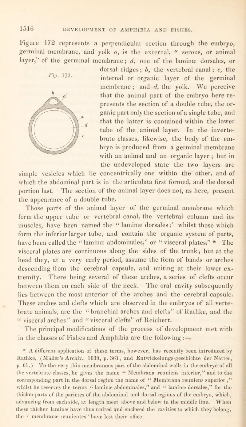 Figure 172 represents a perpendicular section through the embryo, germinal membrane, and yolk a, is the external, “ serous, or animal layer,” of the germinal membrane ; d, one of the laminae dorsales, or dorsal ridges; b, the vertebral canal ; c, the internal or organic layer of the germinal membrane ; and d, the yolk. We perceive that the animal part of the embryo here re¬ presents the section of a double tube, the or¬ ganic part only the section of a single tube, and that the latter is contained within the low^er tube of the animal layer. In the inverte¬ brate classes, likewise, the body of the em¬ bryo is produced from a germinal membrane with an animal and an organic layer ; but in the undeveloped state the two layers are simple vesicles which lie concentrically one within the other, and of which the abdominal part is in the articulata first formed, and the dorsal portion last. The section of the animal layer does not, as here, present the appearance of a double tube. Those parts of the animal layer of the germinal membrane which form the upper tube or vertebral canal, the vertebral column and its muscles, have been named the “ laminae dorsales whilst those which form the inferior larger tube, and contain the organic system of parts, have been called the “ laminae abdominales,” or “ visceral plates.” * The visceral plates are continuous along the sides of the trunk; but at the head they, at a very early period, assume the form of bands or arches descending from the cerebral capsule, and uniting at their lower ex¬ tremity. There being several of these arches, a series of clefts occur between them on each side of the neck. The oral cavity subsequently lies between the most anterior of the arches and the cerebral capsule. These arches and clefts which are observed in the embryos of all verte¬ brate animals, are the “branchial arches and clefts” of Rathke, and the “ visceral arches” and “visceral clefts” of Reichert. The principal modifications of the process of development met with in the classes of Fishes and Amphibia are the following:— * A diiferent application of these tei’ras, however, has recently been introduced by Rathke, (Muller’s Archiv. 1839, p. 3G1; and Entwickelungs-geschichte der Natter, p. Cl.) To the very thin membranous part of the abdominal walls in the embryo of all the vertebrate classes, he gives the name u Membrana reuniens inferior,” and to the corresponding part in the dorsal region the name of “ Membrana reuniens superior ■” whilst he reserves the terms “ laminae abdominales,” and u laminae dorsales,” for the thicker parts of the parietes of the abdominal and dorsal regions of the embryo, which, advancing from each side, at length meet above and below in the middle line. When these thicker laminae have thus united and enclosed the cavities to which they belong, the “ membranae reunientes” have lost their office. Fig. 172.