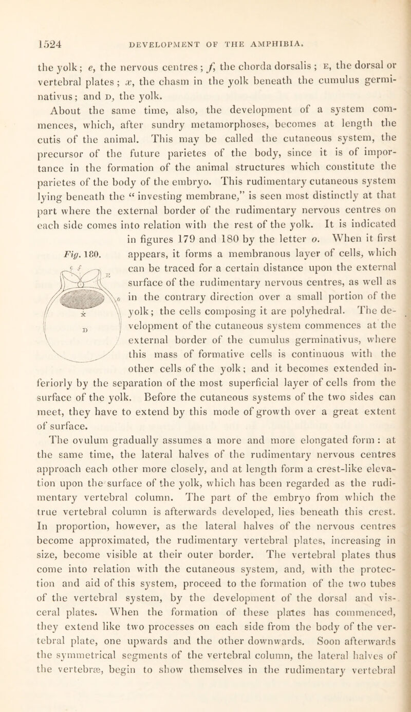 the yolk; e, the nervous centres ; f the chorda dorsalis ; e, the dorsal or vertebral plates; x, the chasm in the yolk beneath the cumulus germi- nativus; and d, the yolk. About the same time, also, the development of a system com¬ mences, which, after sundry metamorphoses, becomes at length the cutis of the animal. This may be called the cutaneous system, the precursor of the future parietes of the body, since it is of impor¬ tance in the formation of the animal structures which constitute the parietes of the body of the embryo. This rudimentary cutaneous system lying beneath the “ investing membrane,” is seen most distinctly at that part where the external border of the rudimentary nervous centres on each side comes into relation with the rest of the yolk. It is indicated in figures 179 and 180 by the letter o. When it first Fig. 180. appears, it forms a membranous layer of cells, which can be traced for a certain distance upon the external surface of the rudimentary nervous centres, as well as in the contrary direction over a small portion of the yolk; the cells composing it are polyhedral. The de¬ velopment of the cutaneous system commences at the external border of the cumulus germinativus, where this mass of formative cells is continuous with the other cells of the yolk; and it becomes extended in- feriorly by the separation of the most superficial layer of cells from the surface of the yolk. Before the cutaneous systems of the two sides can meet, they have to extend by this mode of growth over a great extent of surface. The ovulum gradually assumes a more and more elongated form : at the same time, the lateral halves of the rudimentary nervous centres approach each other more closely, and at length form a crest-like eleva¬ tion upon the surface of the yolk, which has been regarded as the rudi¬ mentary vertebral column. The part of the embryo from which the true vertebral column is afterwards developed, lies beneath this crest. In proportion, however, as the lateral halves of the nervous centres become approximated, the rudimentary vertebral plates, increasing in size, become visible at their outer border. The vertebral plates thus come into relation with the cutaneous system, and, with the protec¬ tion and aid of this system, proceed to the formation of the two tubes of the vertebral system, by the development of the dorsal and vis¬ ceral plates. When the formation of these plates has commenced, they extend like two processes on each side from the body of the ver¬ tebral plate, one upwards and the other downwards. Soon afterwards the symmetrical segments of the vertebral column, the lateral halves of the vertebrae, begin to show themselves in the rudimentary vertebral