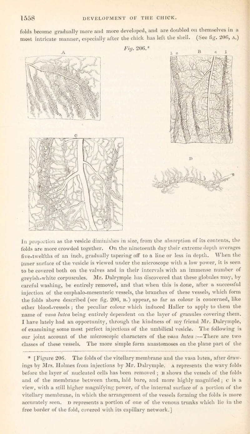 folds become gradually more and more developed, and are doubled on themselves in a most intricate manner, especially after the chick lias left the shell, (.bee fig. 200, a.) In proportion as the vesicle diminishes in size, from the absorption of its contents, the folds are more crowded together. On the nineteenth day their extreme depth averages five-twelfths of an inch, gradually tapering off to a line or less in depth. When the inner surface of the vesicle is viewed under the microscope with a low power, it is seen to be covered both on the valves and in their intervals with an immense number of greyish-white corpuscules. Mr. Dalrymple has discovered that these globules may, by careful washing, be entirely removed, and that when this is done, after a successful injection of the omplialo-mesenteric vessels, the branches of these vessels, which form the folds above described (see fig. 206, b.) appear, so far as colour is concerned, like other blood-vessels ; the peculiar colour which induced Haller to apply to them the name of vasa lutea being entirely dependent on the layer of granules covering them. I have lately had an opportunity, through the kindness of my friend Mr. Dalrymple, of examining some most perfect injections of the umbilical vesicle. The following is our joint account of the microscopic characters of the vasa lutea :—There are two classes of these vessels. The more simple form anastomoses on the plane part of the * [Figure 206. The folds of the vitellary membrane and the vasa lutea, after draw¬ ings by Mrs. Holmes from injections by Mr. Dalrymple. a represents the wavy folds before the layer of nucleated cells has been removed ; b shows the vessels of the folds and of the membrane between them, laid bare, and more highly magnified ; c is a view, wfith a still higher magnifying power, of the internal surface of a portion of the vitellary membrane, in which the arrangement of the vessels forming the folds is more accurately seen, d represents a portion of one of the venous trunks which lie in the free border of the fold, covered with its capillary network.]