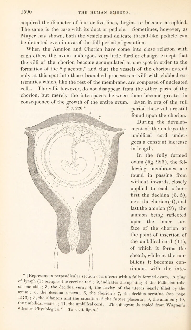 acquired the diameter of four or five lines, begins to become atrophied. The same is the case with its duct or pedicle. Sometimes, however, as Mayer has shown, both the vesicle and delicate thread-like pedicle can be detected even in ova of the full period of gestation. When the Amnion and Chorion have come into close relation with each other, the ovum undergoes very little further change, except that the villi of the chorion become accumulated at one spot in order to the formation of the “ placenta,” and that the vessels of the chorion extend only at this spot into those branched processes or villi with clubbed ex¬ tremities which, like the rest of the membrane, are composed of nucleated cells. The villi, however, do not disappear from the other parts of the chorion, but merely the interspaces between them become greater in consequence of the growth of the entire ovum. Even in ova of the full Fig. 226 * period these villi are still found upon the chorion. D uring the develop¬ ment of the embryo the umbilical cord under¬ goes a constant increase in length. In the fully formed ovum (fig. 226), the fol¬ lowing membranes are found in passing from without inwards, closely applied to each other ; first the decidua (3, 5), next the chorion (6), and last the amnion (9); the amnion being reflected upon the inner sur¬ face of the chorion at the point of insertion of the umbilical cord (11), of which it forms the sheath, while at the um¬ bilicus it becomes con¬ tinuous with the inte- [ Represents a perpendicular section of a uterus with a fully formed ovum. A plug of lymph (1) occupies the cervix uteri ; 2, indicates the opening of the Fallopian tube of one side ; 3, the decidua vera; 4, the cavity of the uterus nearly filled by the ovum , o, the decidua reflexa; 6, the chorion ; 7? the decidua serotina (see page 15/3) ; 8, the allantois and the situation of the future placenta ; 9, the amnion ; 10, the umbilical vesicle ; 11, the umbilical cord. This diagram is copied from Wagner's “ leones Physiologic*.” Tab. vii. fig. x.]