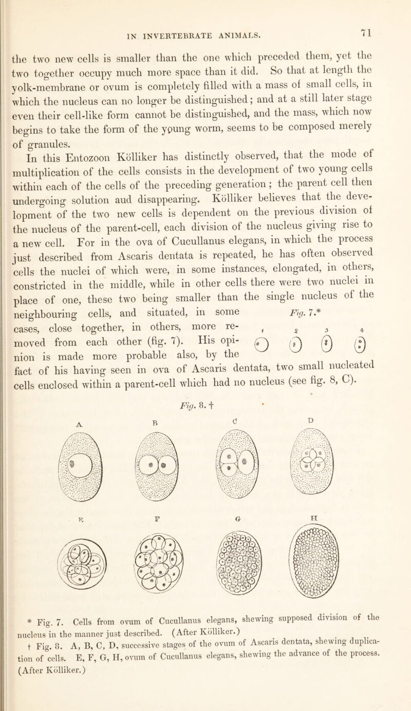 the two new cells is smaller than the one which preceded them, yet the two together occupy much more space than it did. So that at length the yolk-membrane or ovum is completely filled with a mass of small cells, m which the nucleus can no longer he distinguished; and at a still latei stage even their cell-like form cannot be distinguished, and the mass, which now begins to take the form of the ypung worm, seems to be composed merely of granules. In this Entozoon Kolliker has distinctly observed, that the mode of multiplication of the cells consists in the development of two young cells within each of the cells of the preceding generation; the parent cell then undergoing solution aud disappearing. Kolliker believes that the deve¬ lopment of the two new cells is dependent on the previous division of the nucleus of the parent-cell, each division of the nucleus giving rise to a new cell. For in the ova of Cucullanus elegans, in which the process just described from Ascaris dentata is repeated, he has often observed cells the nuclei of which were, in some instances, elongated, in others, constricted in the middle, while in other cells there were two nuclei m place of one, these two being smaller than the single nucleus of the neighbouring cells, and situated, in some Fig. 7* cases, close together, in others, more re- t 2 3 4 moved from each other (fig. 7). His opi- 0 0 0 0 nion is made more probable also, by the fact of his having seen in ova of Ascaris dentata, two small nucleated cells enclosed within a parent-cell which had no nucleus (see fig. 8, C). Fig. 8. + o * Fig. 7. Cells from ovum of Cucullanus elegans, shewing supposed division of the nucleus in the manner just described. (After Kolliker.) t Fig. 8. A, B, C, D, successive stages of the ovum of Ascaris dentata, shewing duplica¬ tion of cells. E, F, G, H, ovum of Cucullanus elegans, shewing the advance of the process. (After Kolliker.)